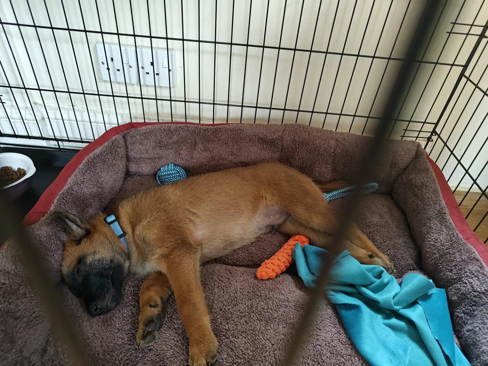 Remi, H litter puppy, photo 3