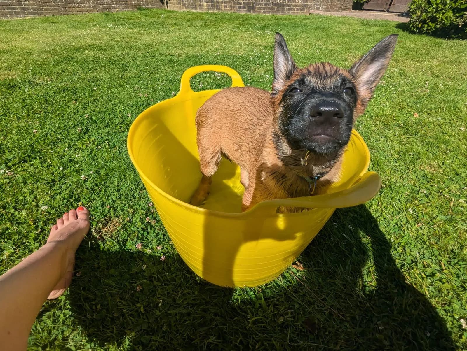 Remi, H litter puppy, photo 4
