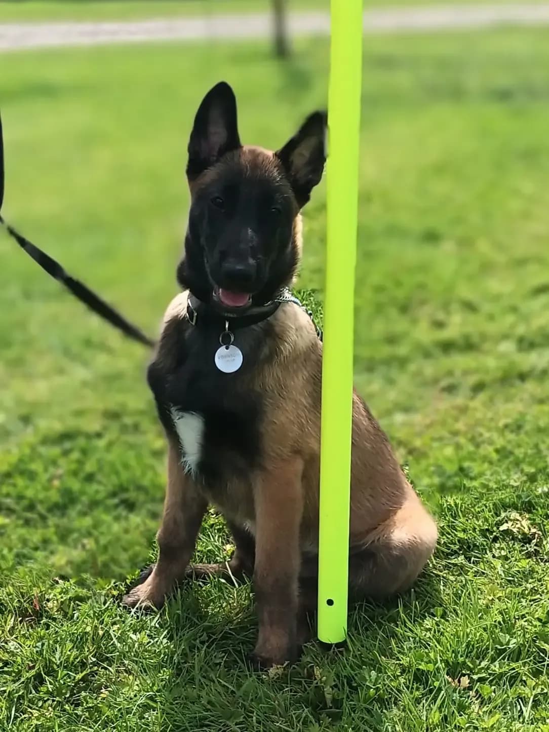 Buzz, H litter puppy, photo 2