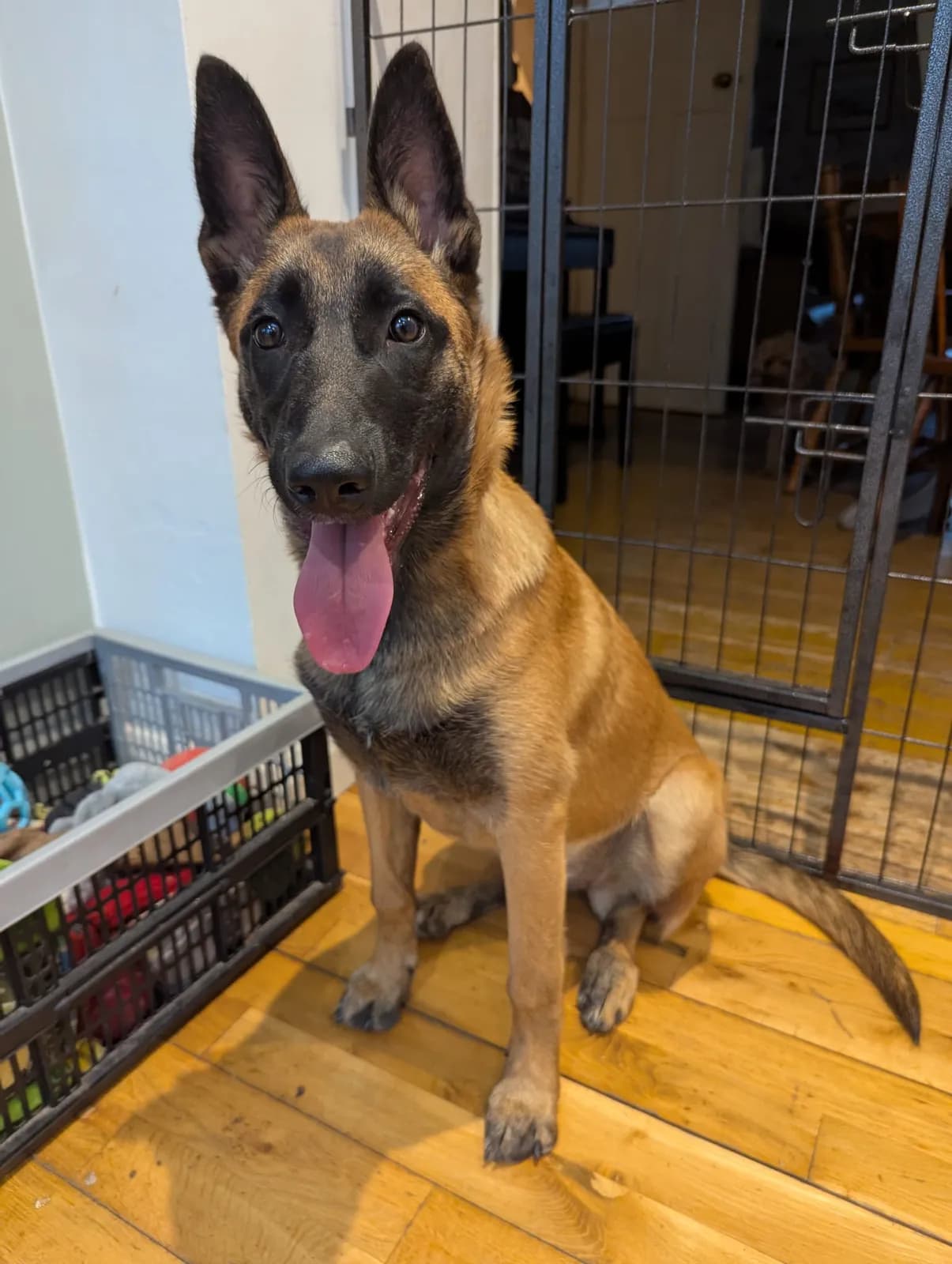 Rue, J litter puppy, photo 5