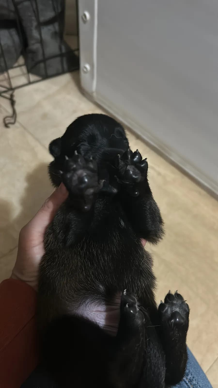 K litter, AnkerCanis