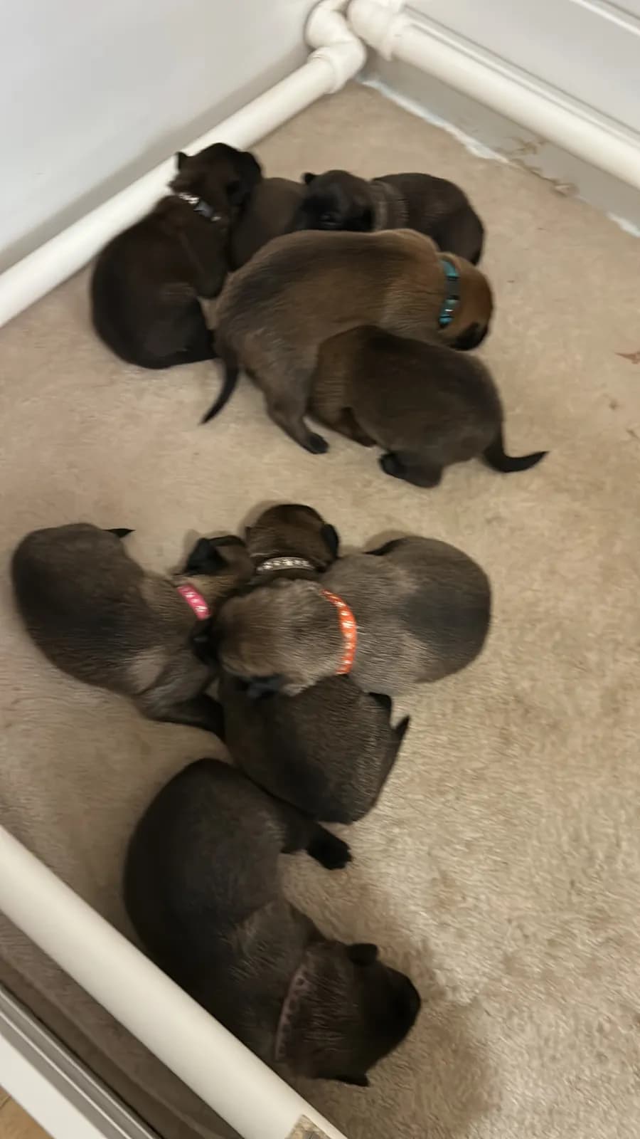 K litter, AnkerCanis, photo 2