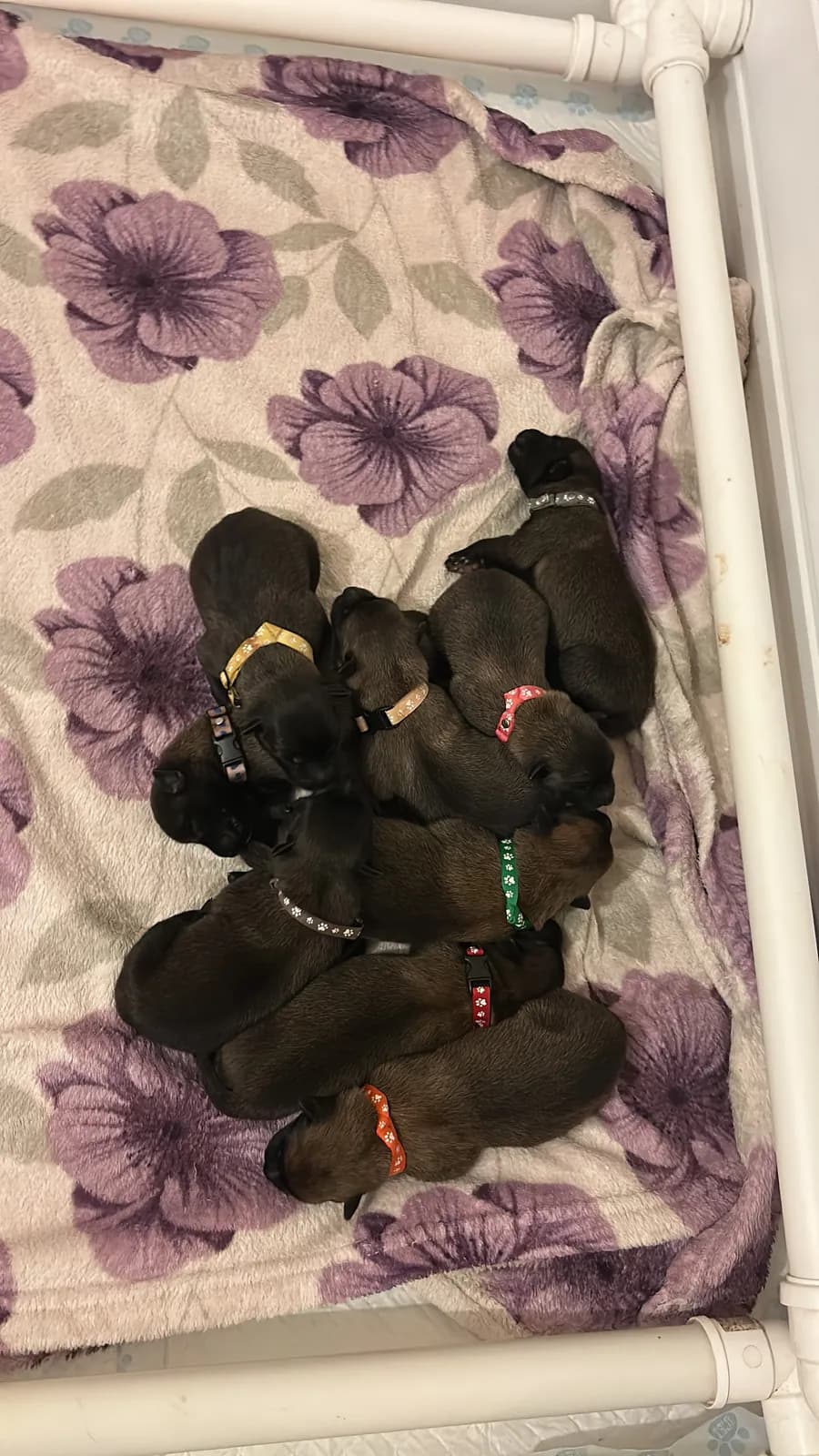 K litter, AnkerCanis, photo 3