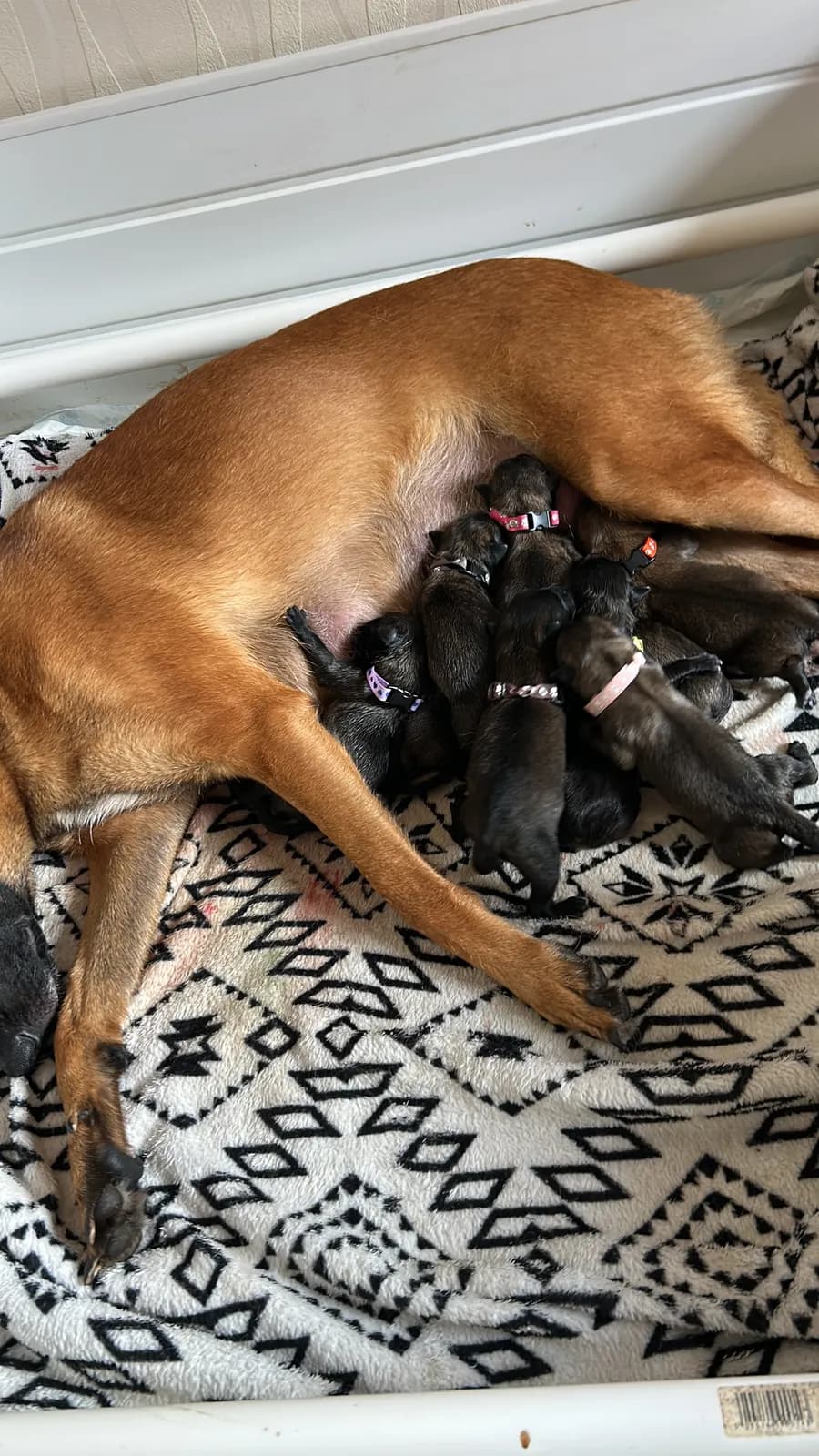 K litter, AnkerCanis, photo 7