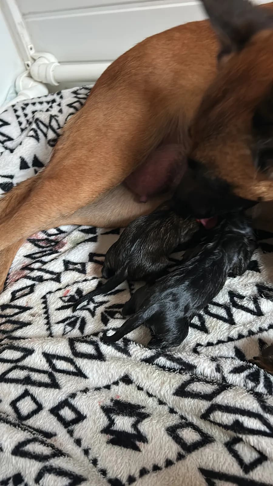 K litter, AnkerCanis, photo 9