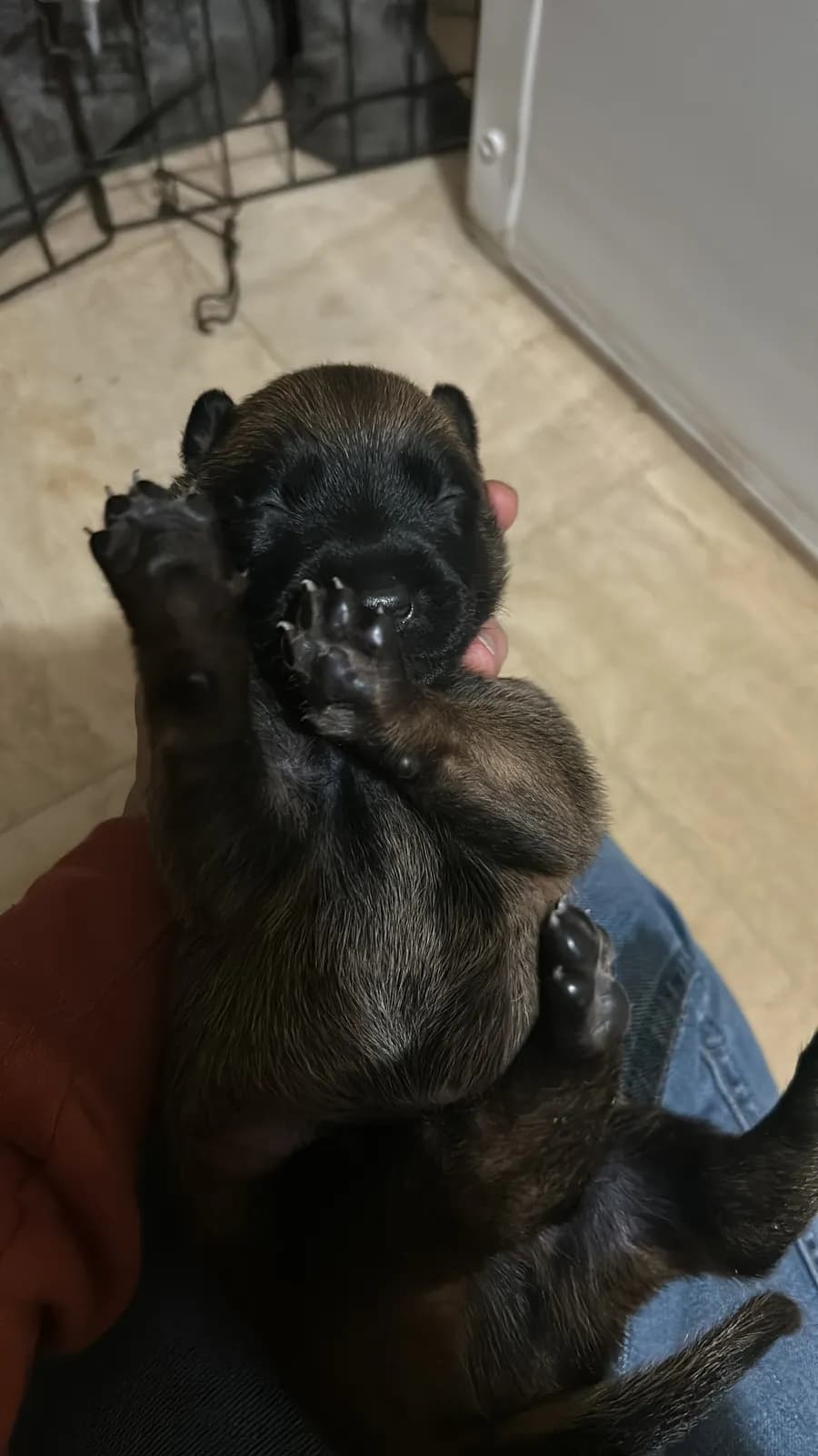 K litter, AnkerCanis, photo 13