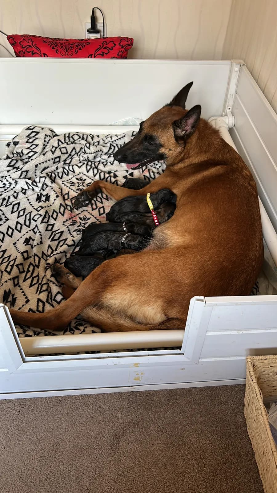 K litter, AnkerCanis, photo 18