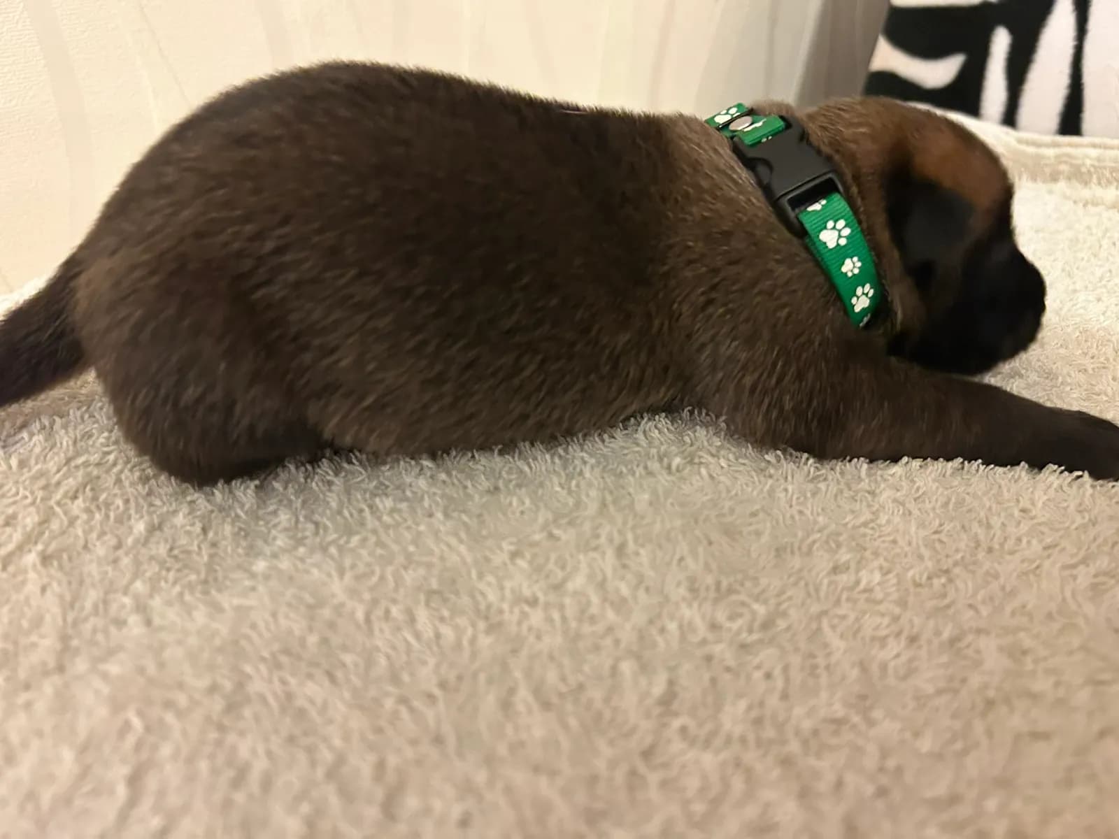 Zoltar, K litter puppy