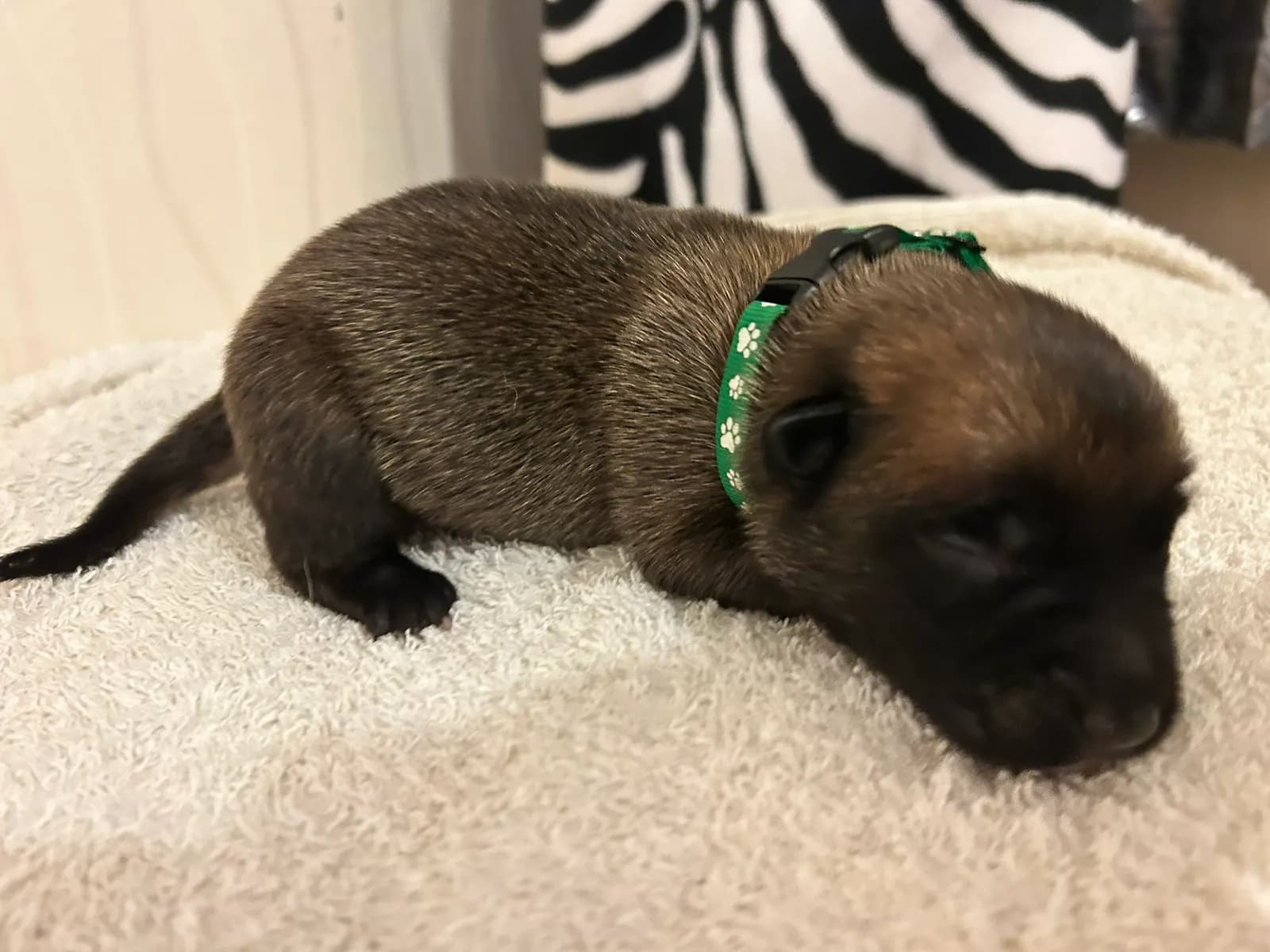 Zoltar, K litter puppy, photo 2