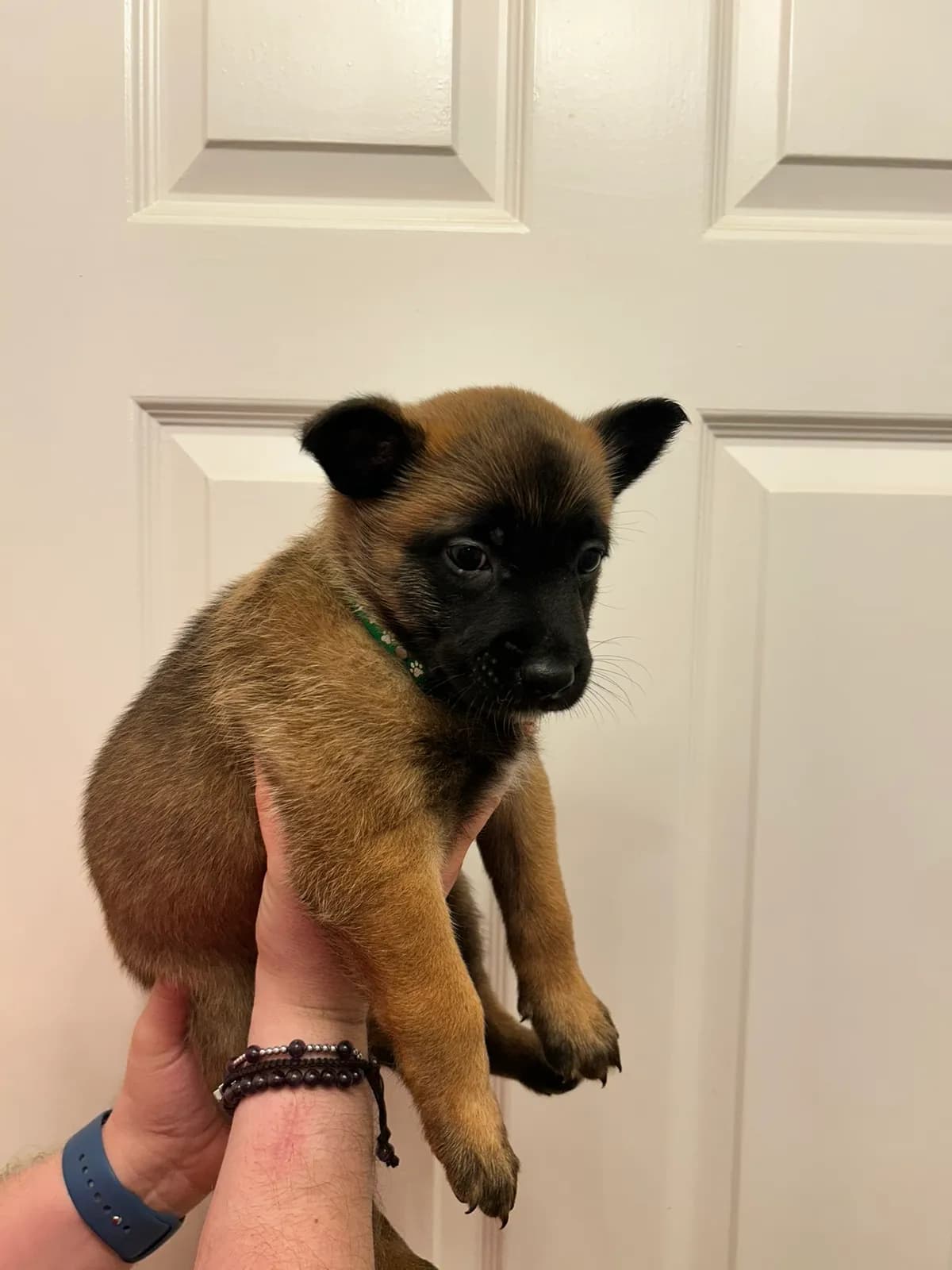 Zoltar, K litter puppy, photo 3