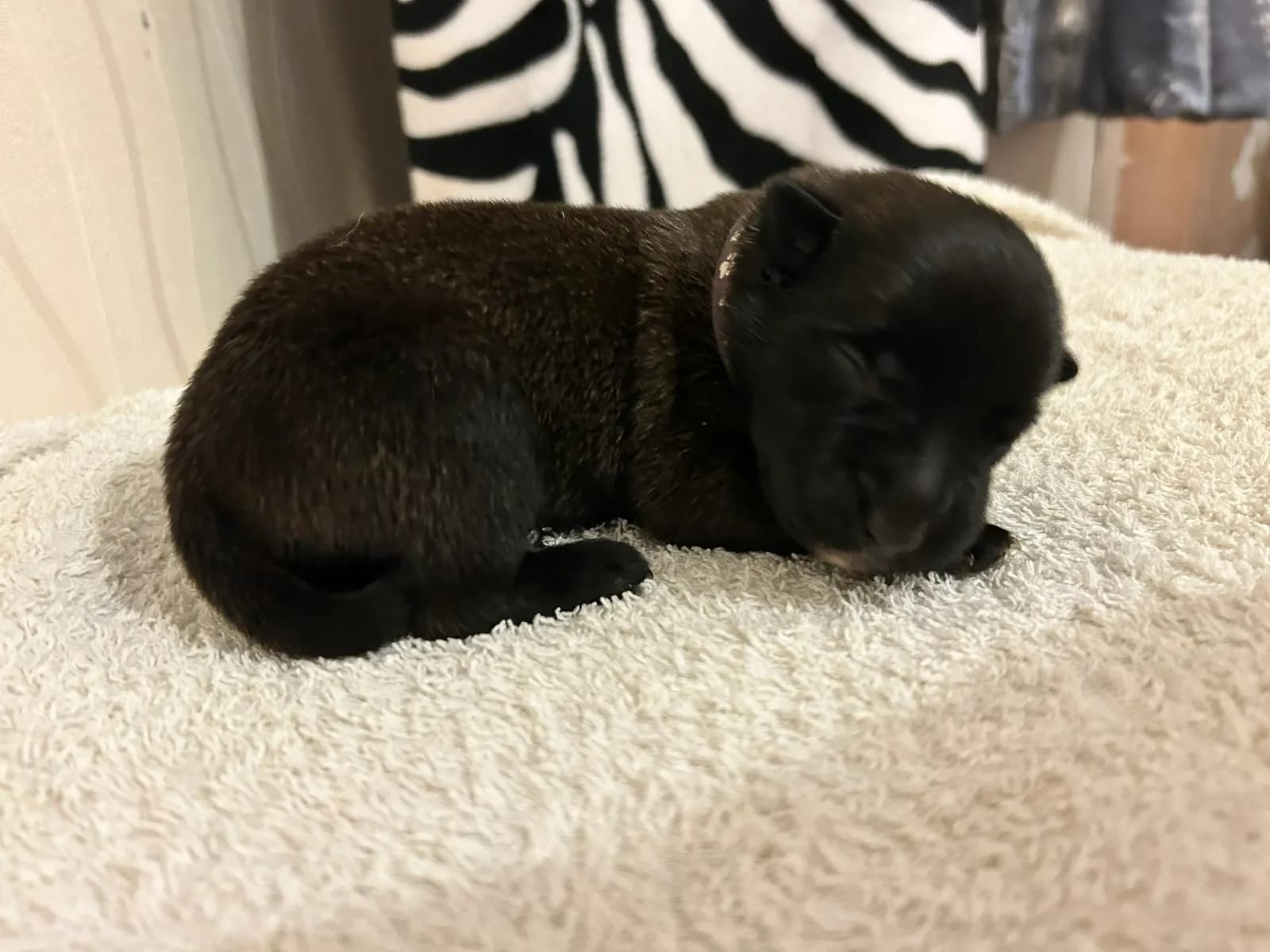 Ned, K litter puppy, photo 2