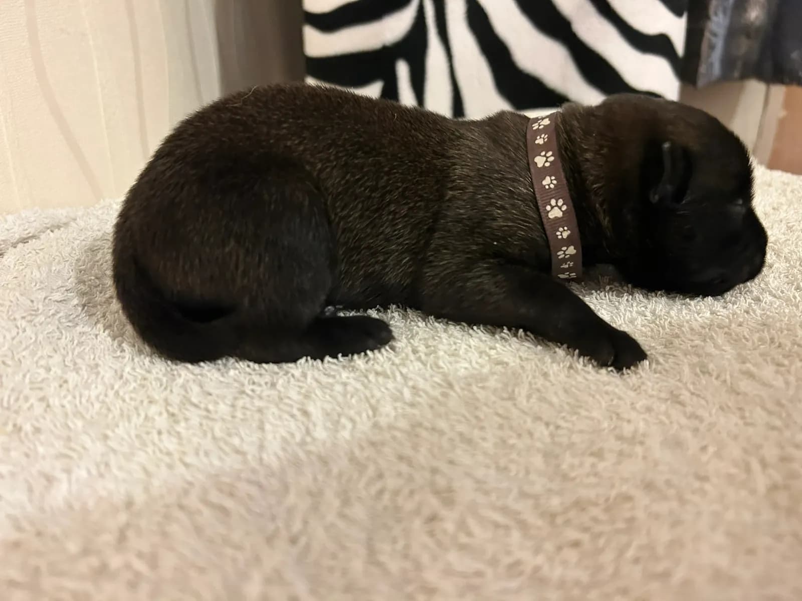 Ned, K litter puppy, photo 3