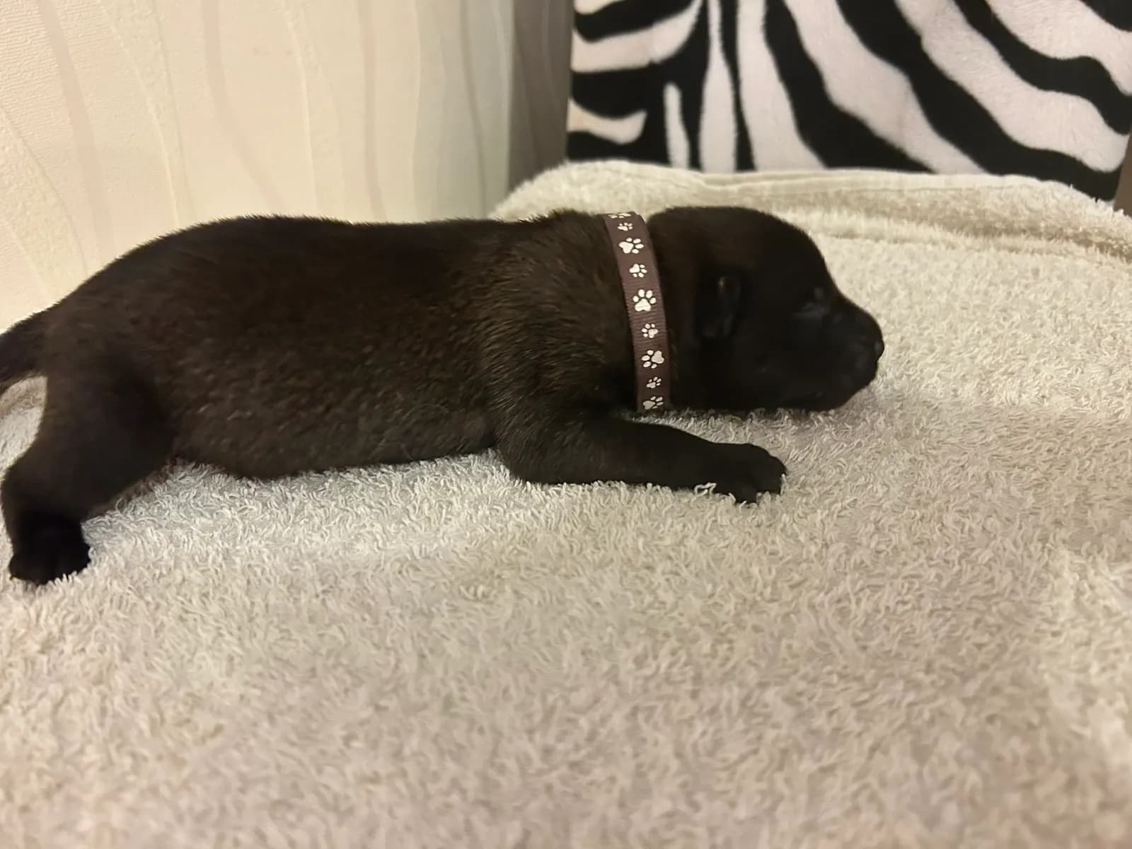 Ned, K litter puppy, photo 4