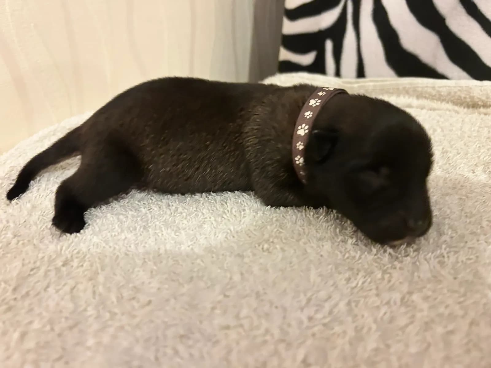 Ned, K litter puppy, photo 5