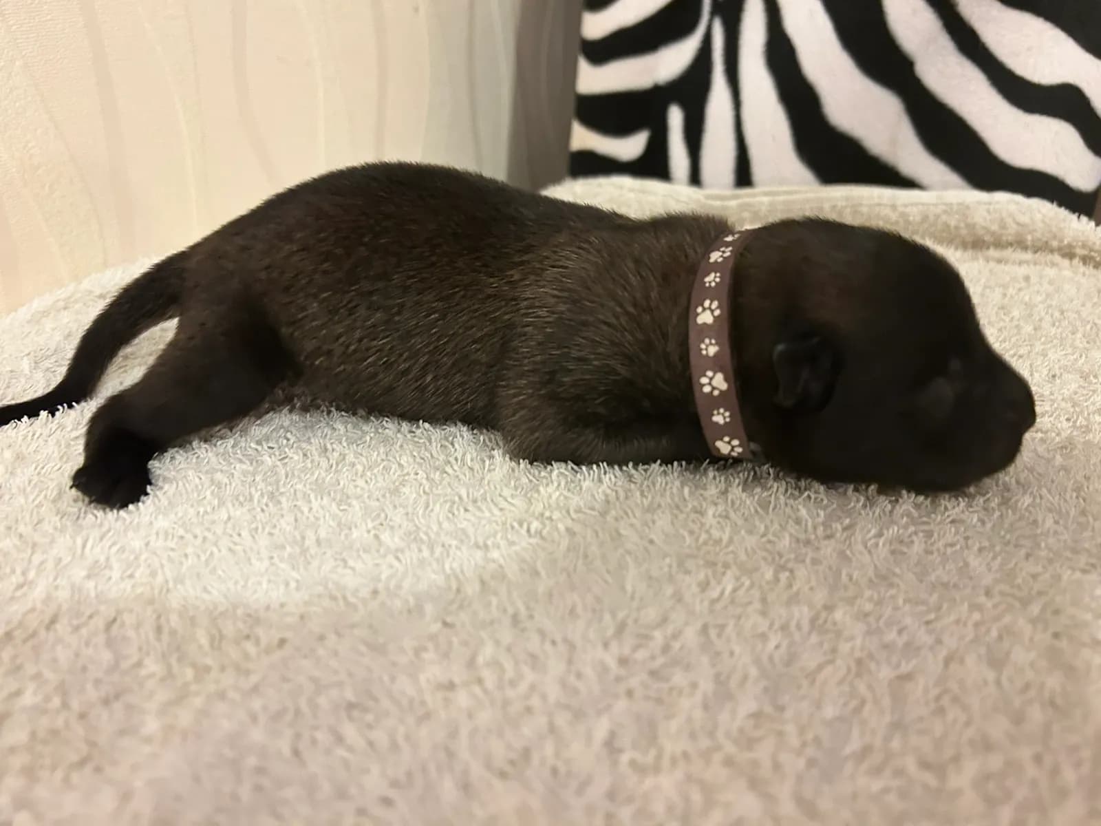 Ned, K litter puppy, photo 6