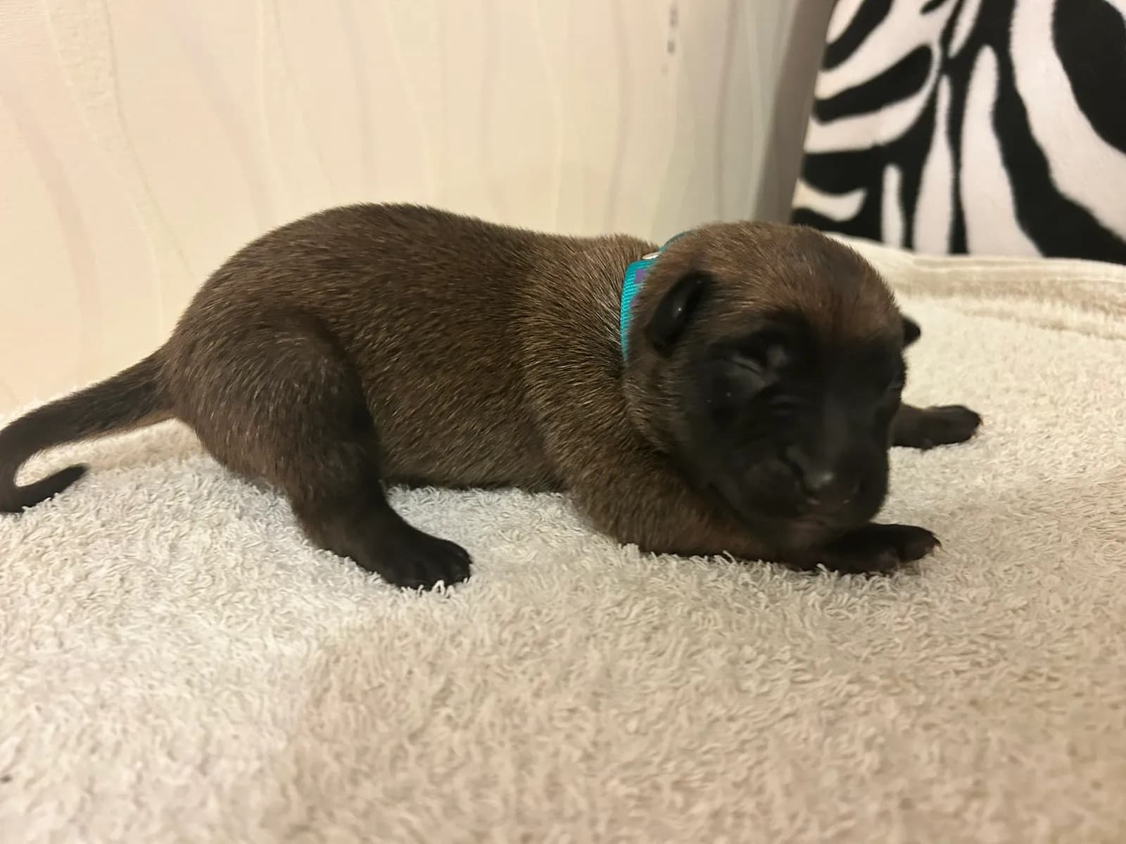 Rex, K litter puppy, photo 3