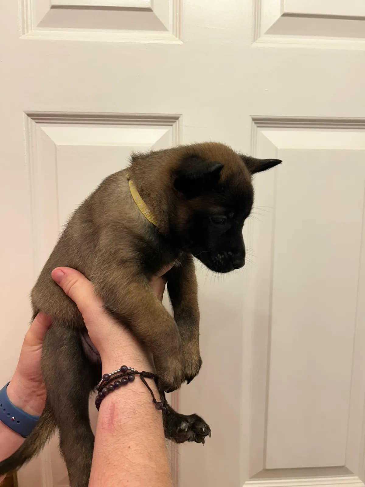 Xsara, K litter puppy, photo 5