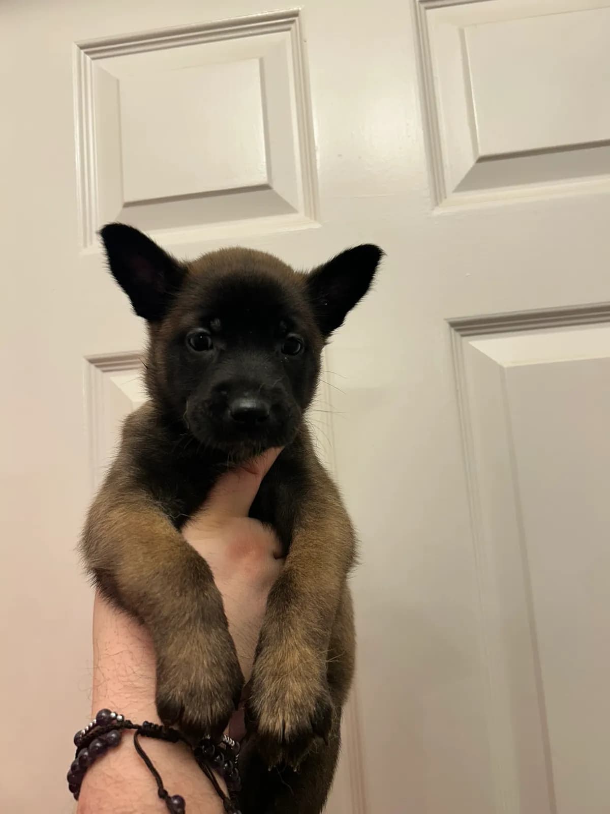 Xsara, K litter puppy, photo 6