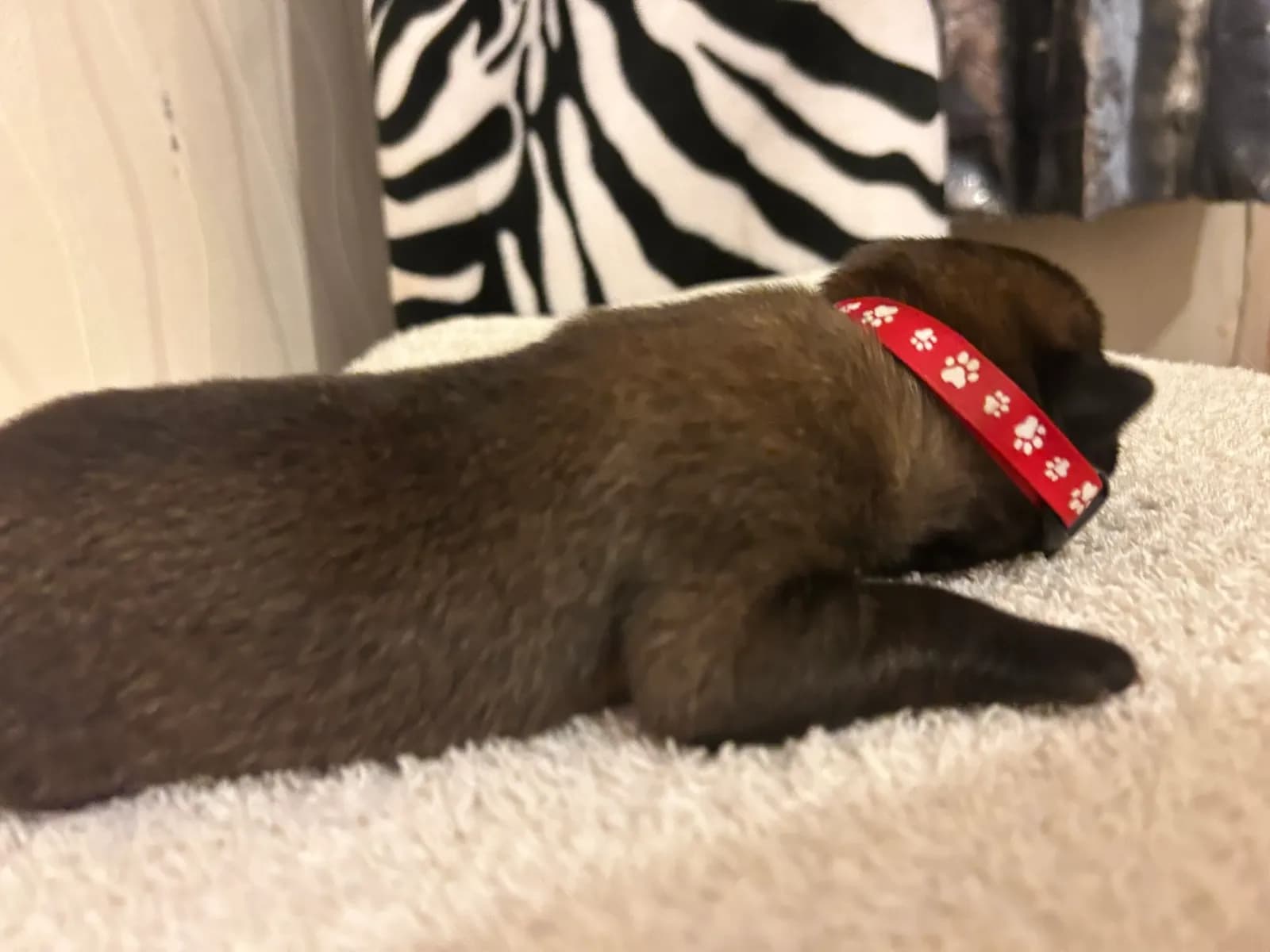 Keith, K litter puppy, photo 3