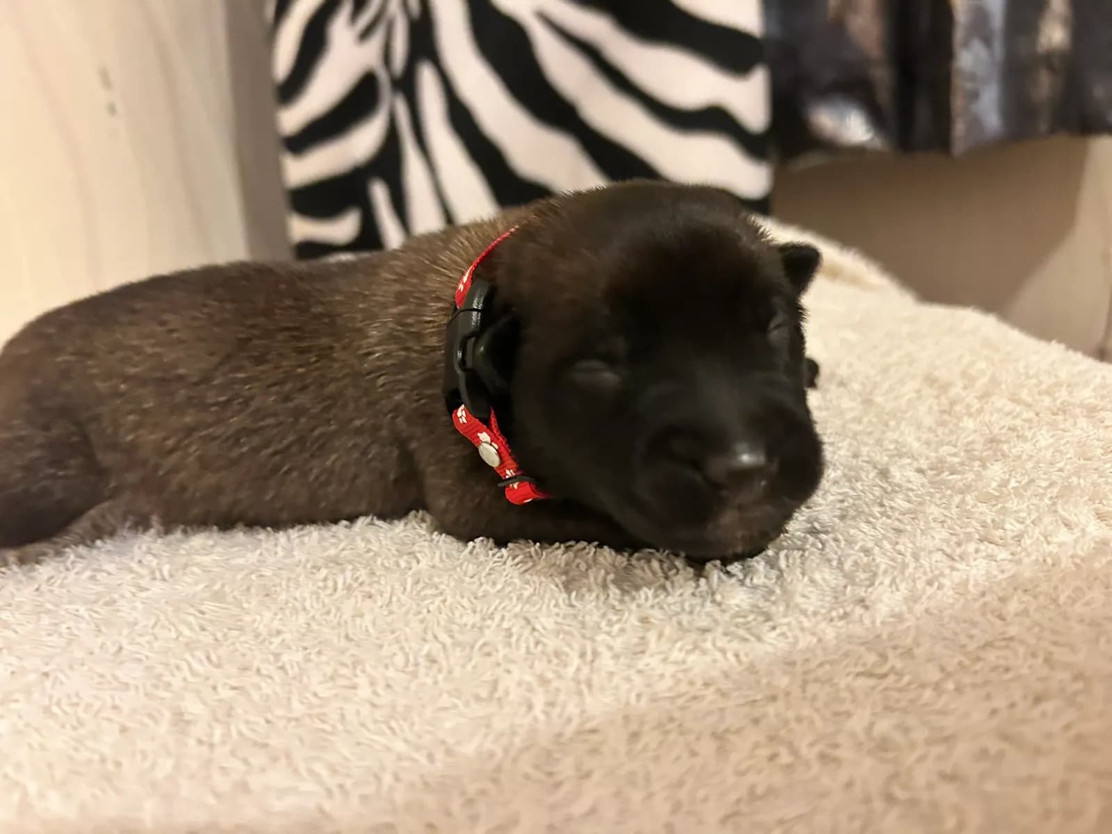 Keith, K litter puppy, photo 4