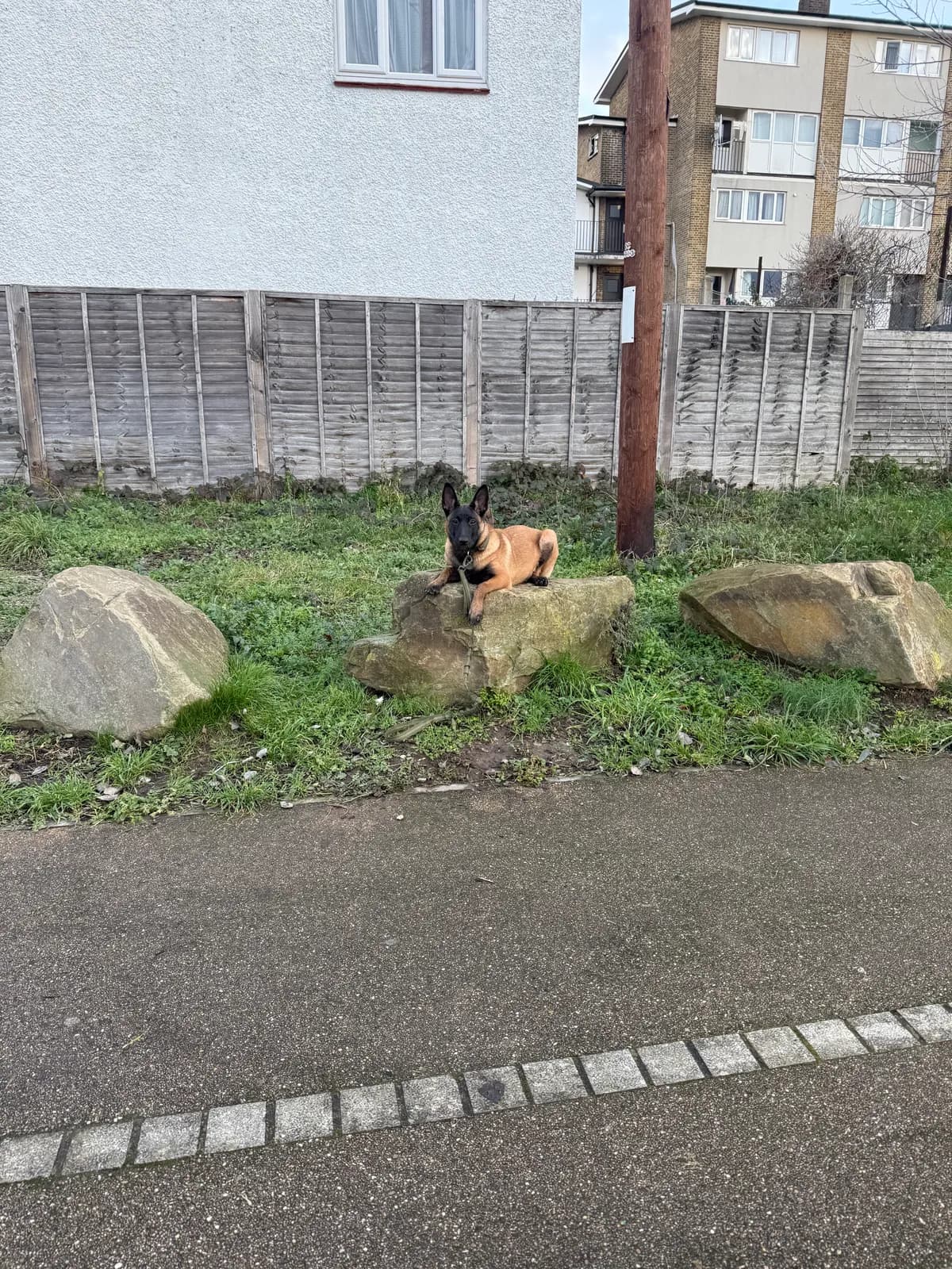 Keith, K litter puppy, photo 5