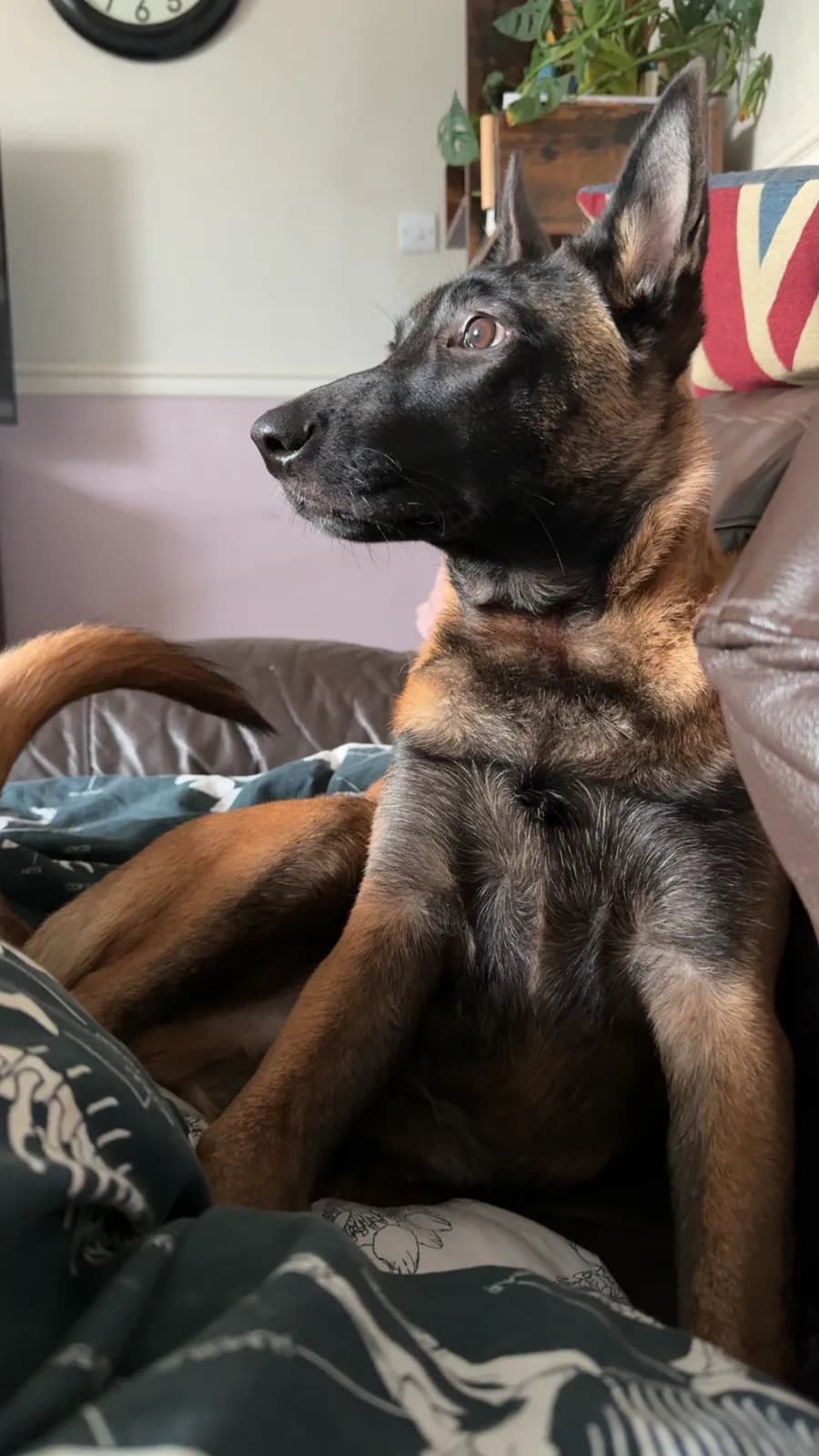 Keith, K litter puppy, photo 6