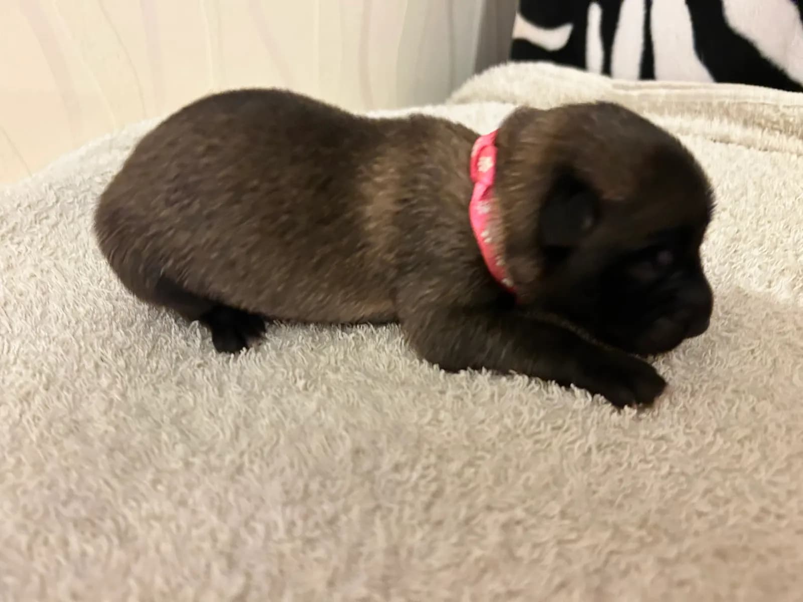 Wren, K litter puppy