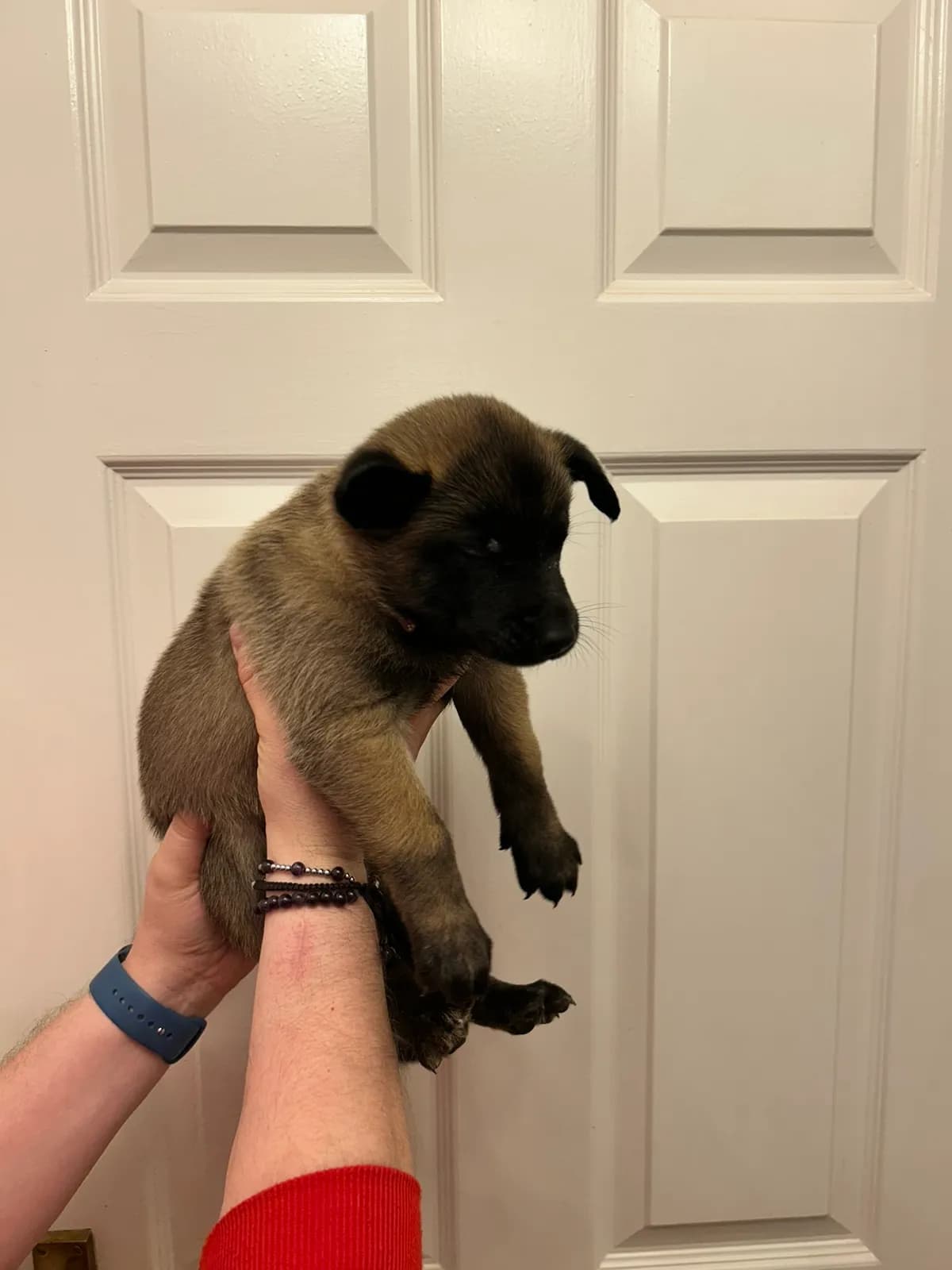 Wren, K litter puppy, photo 3