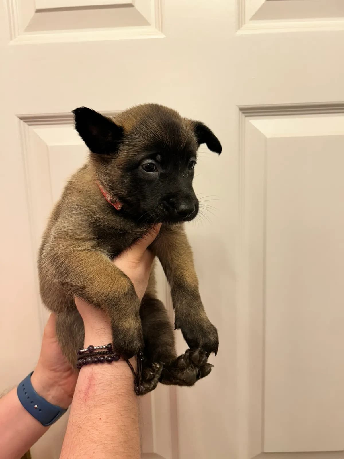 Wren, K litter puppy, photo 4