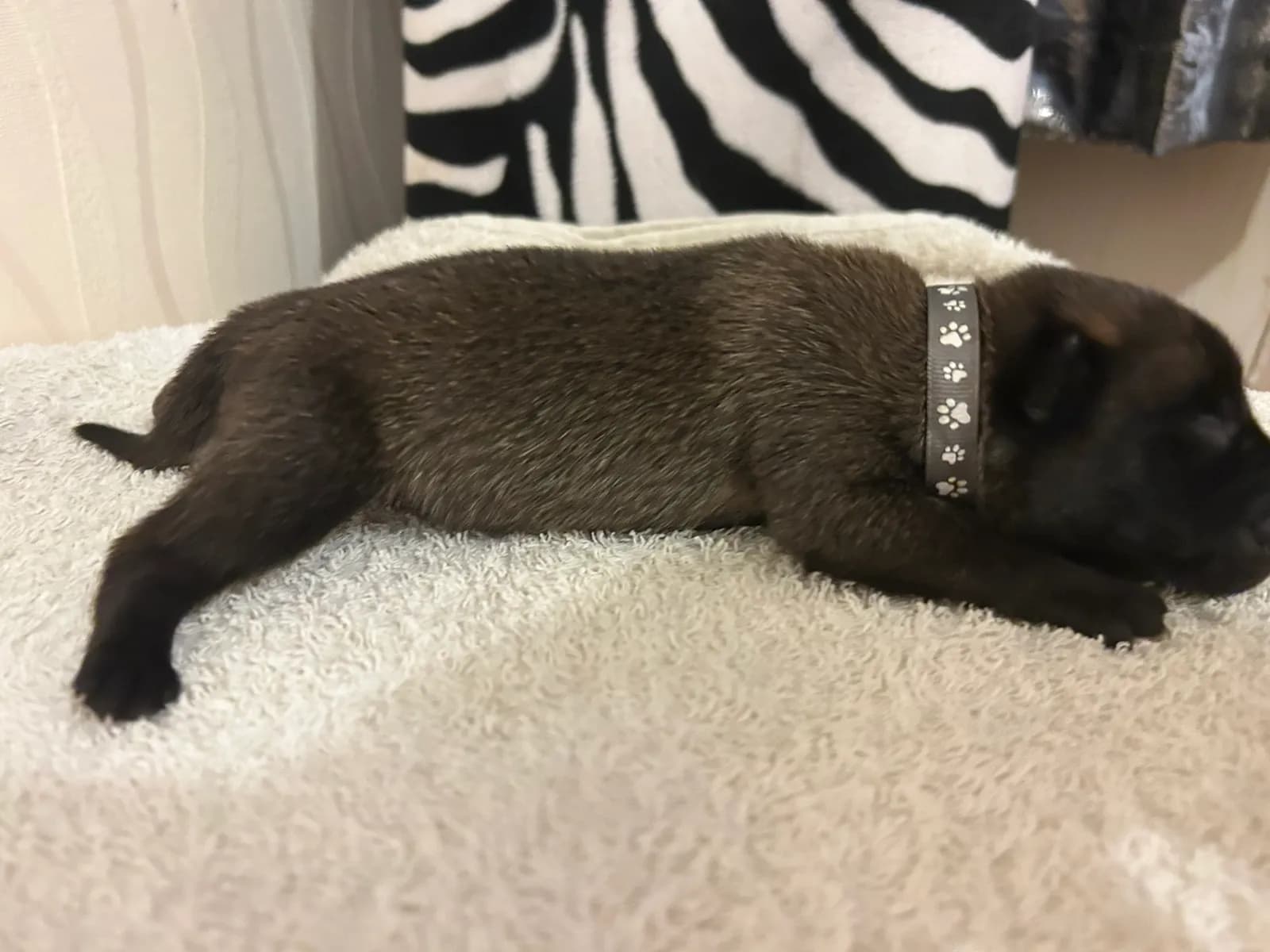 Ozzy, K litter puppy, photo 2