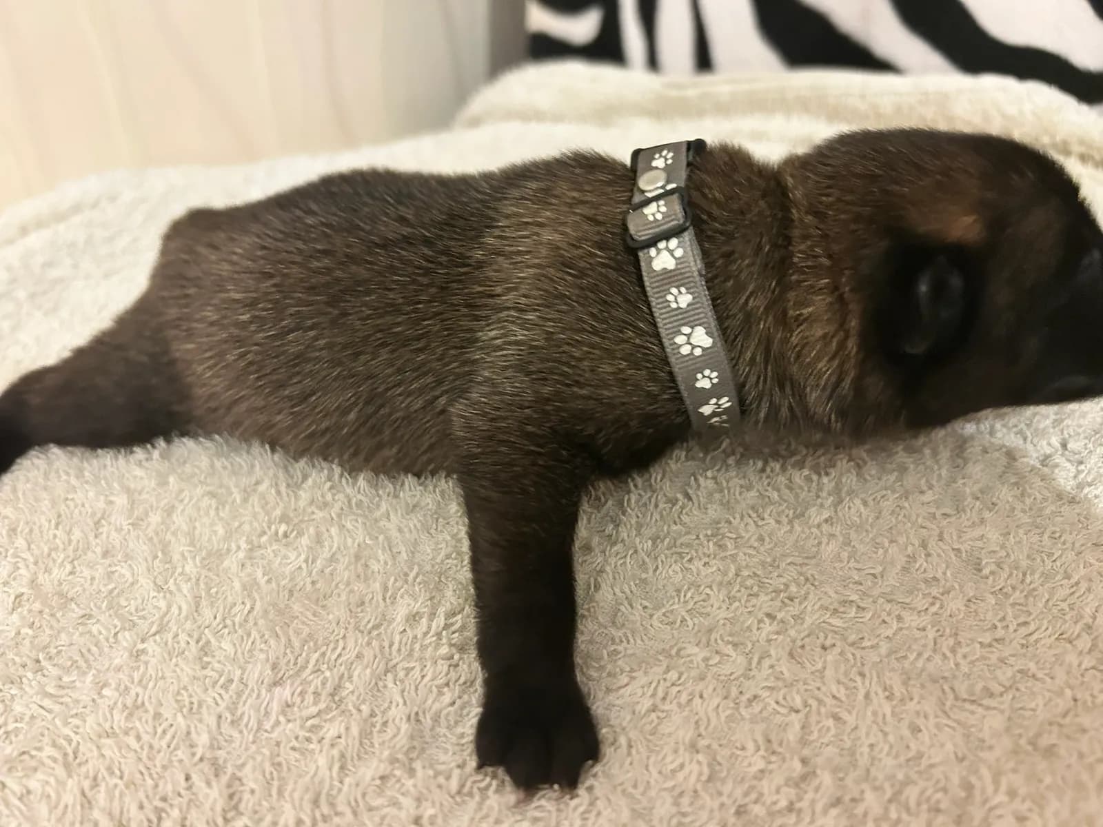 Ozzy, K litter puppy, photo 3