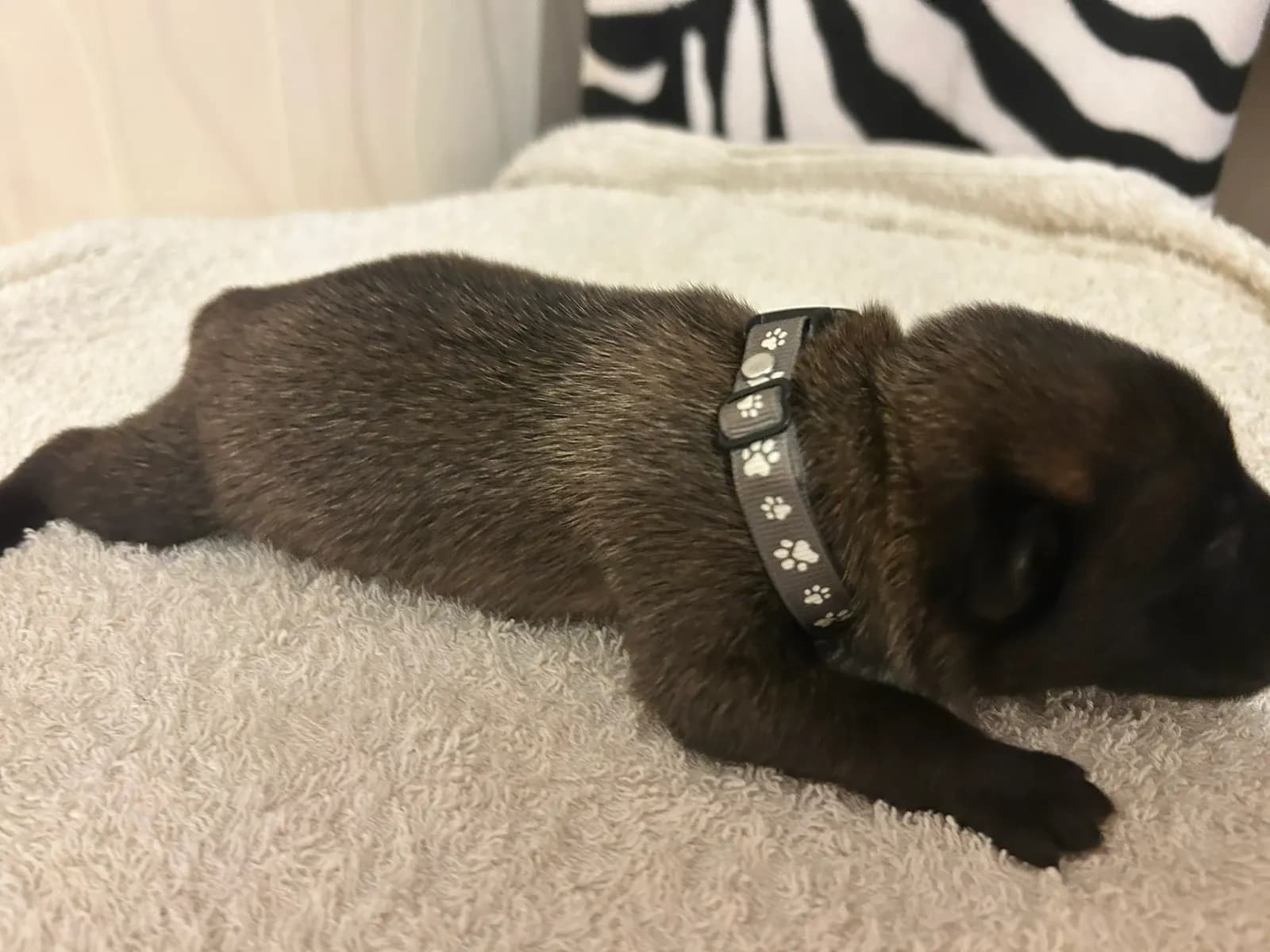 Ozzy, K litter puppy, photo 4