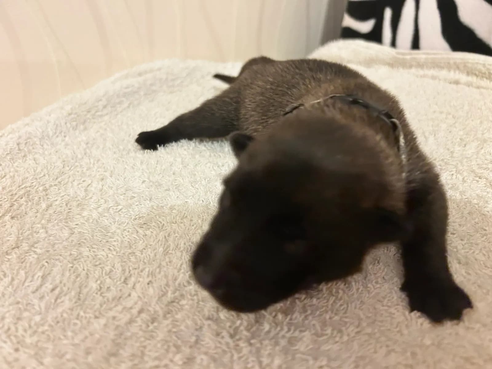 Ozzy, K litter puppy, photo 5