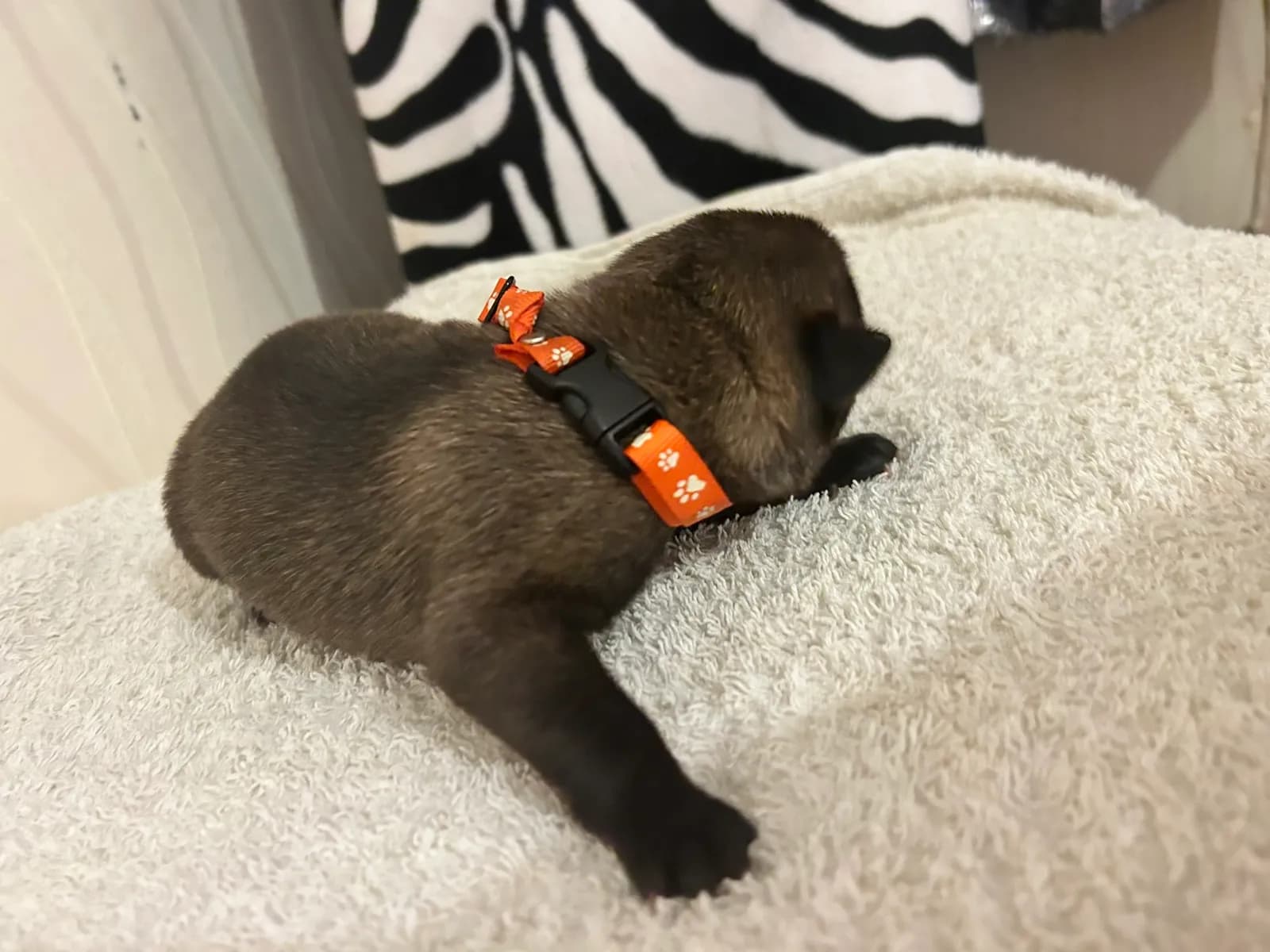 J.Lo, K litter puppy, photo 2