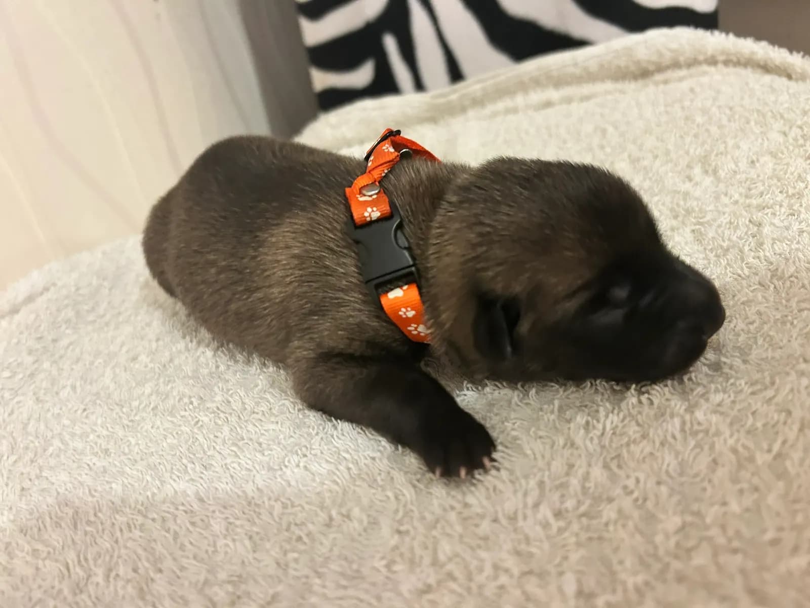 J.Lo, K litter puppy, photo 3