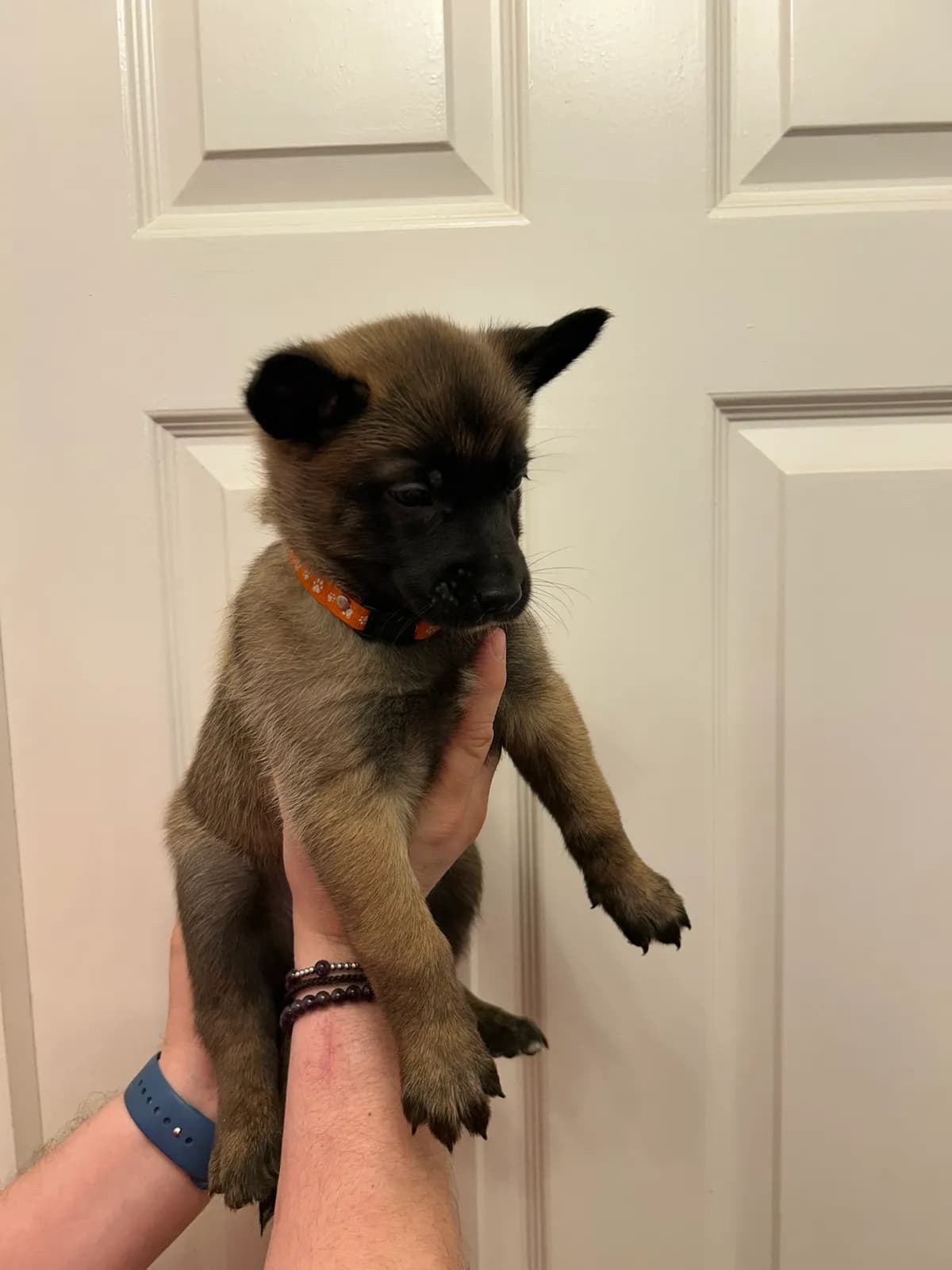J.Lo, K litter puppy, photo 4