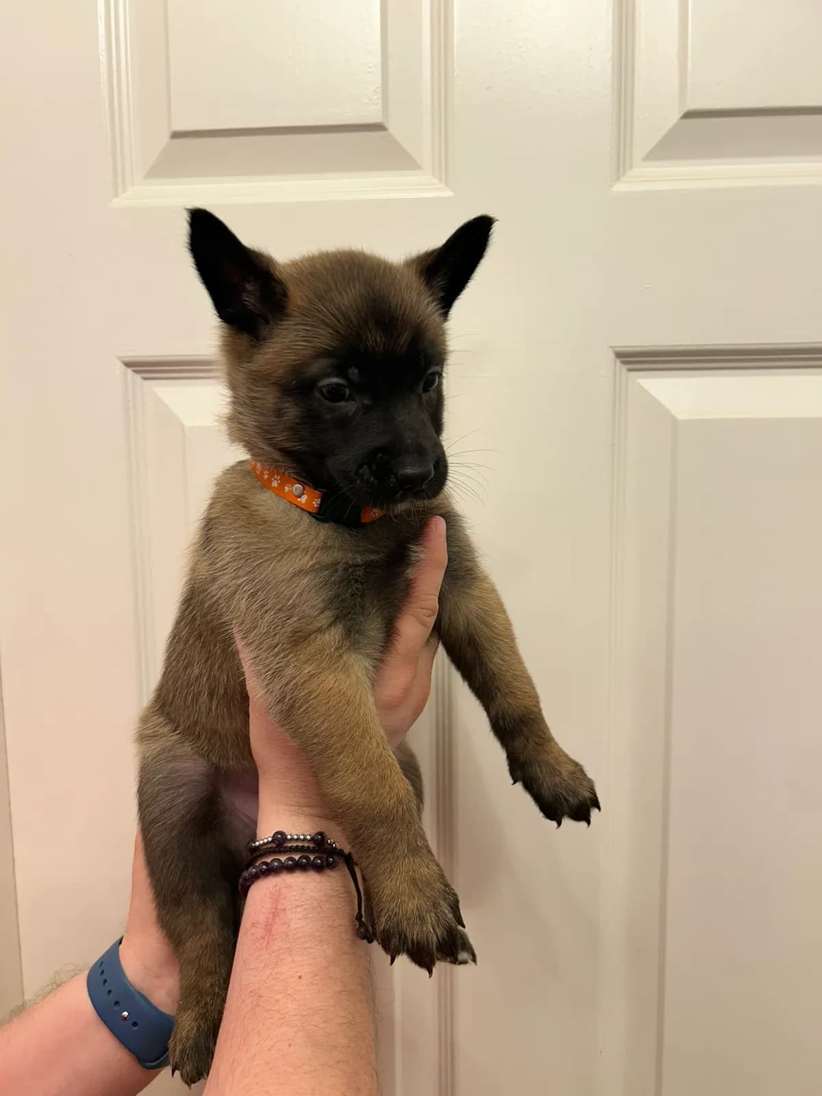 J.Lo, K litter puppy, photo 5