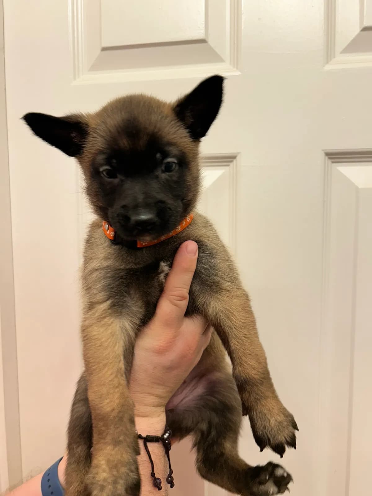 J.Lo, K litter puppy, photo 6