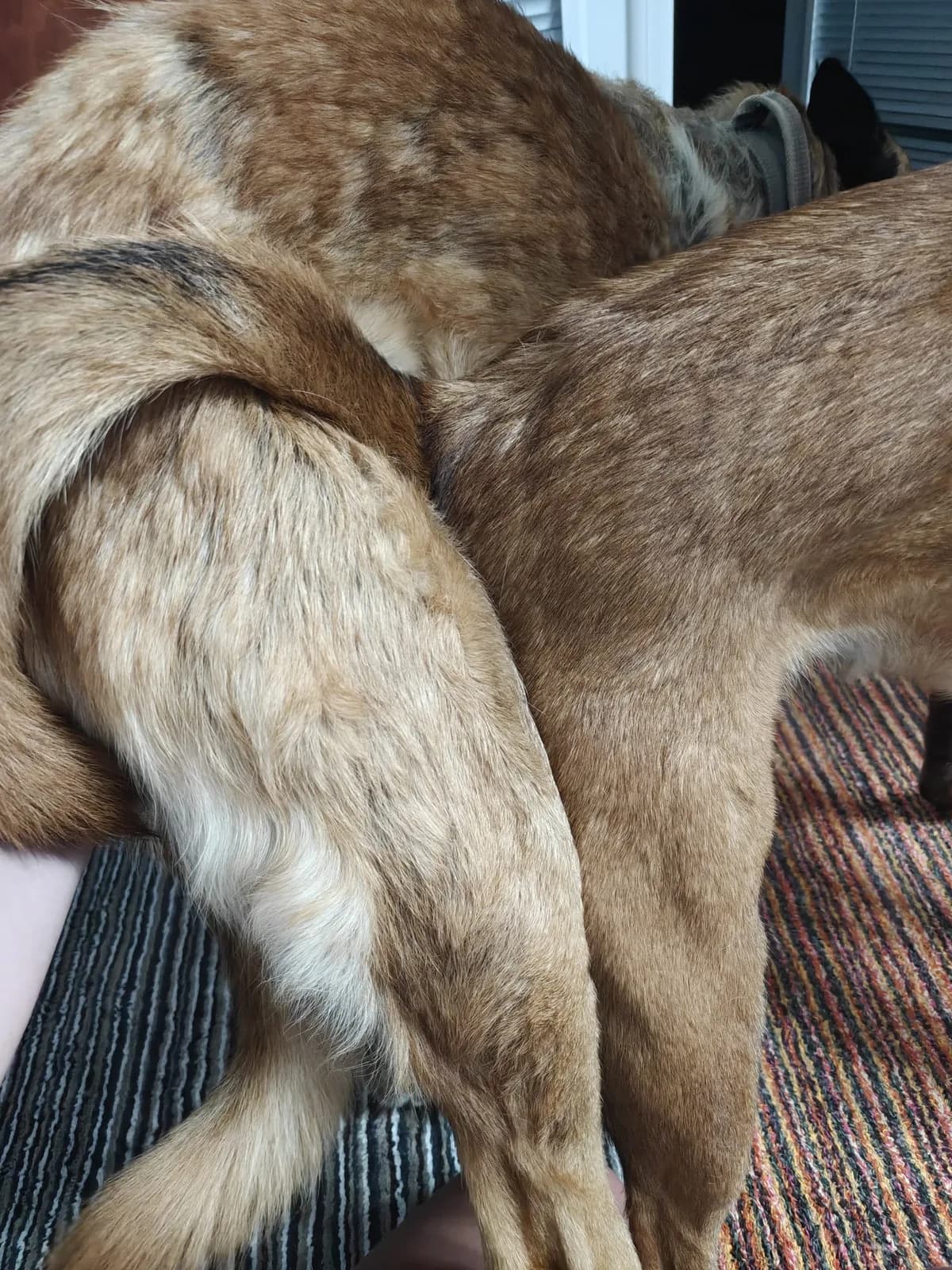 Coco and Dexter, 2 August 2026