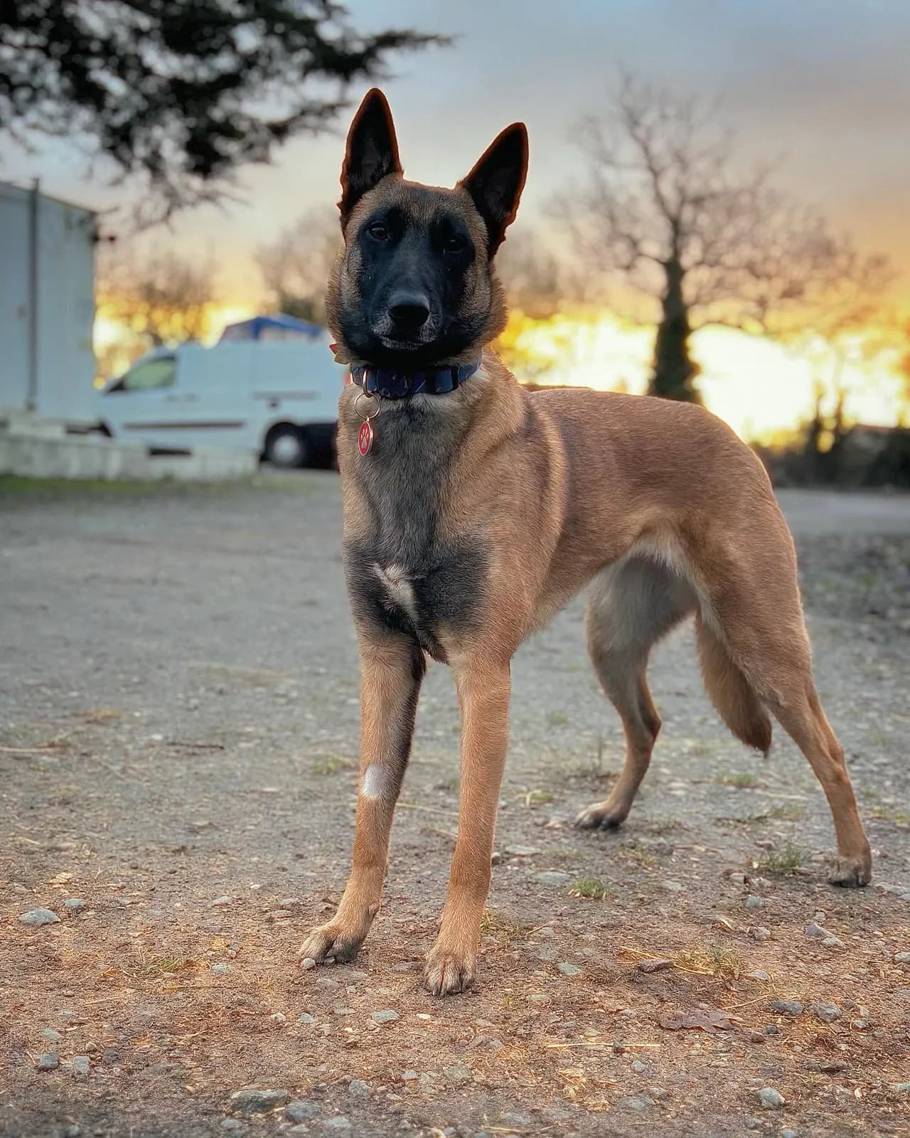 Daf, AnkerCanis Daffodil, photo 3