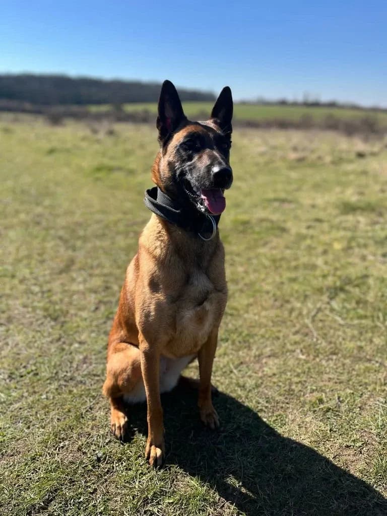 Ziva, AnkerCanis Godiva, photo 2