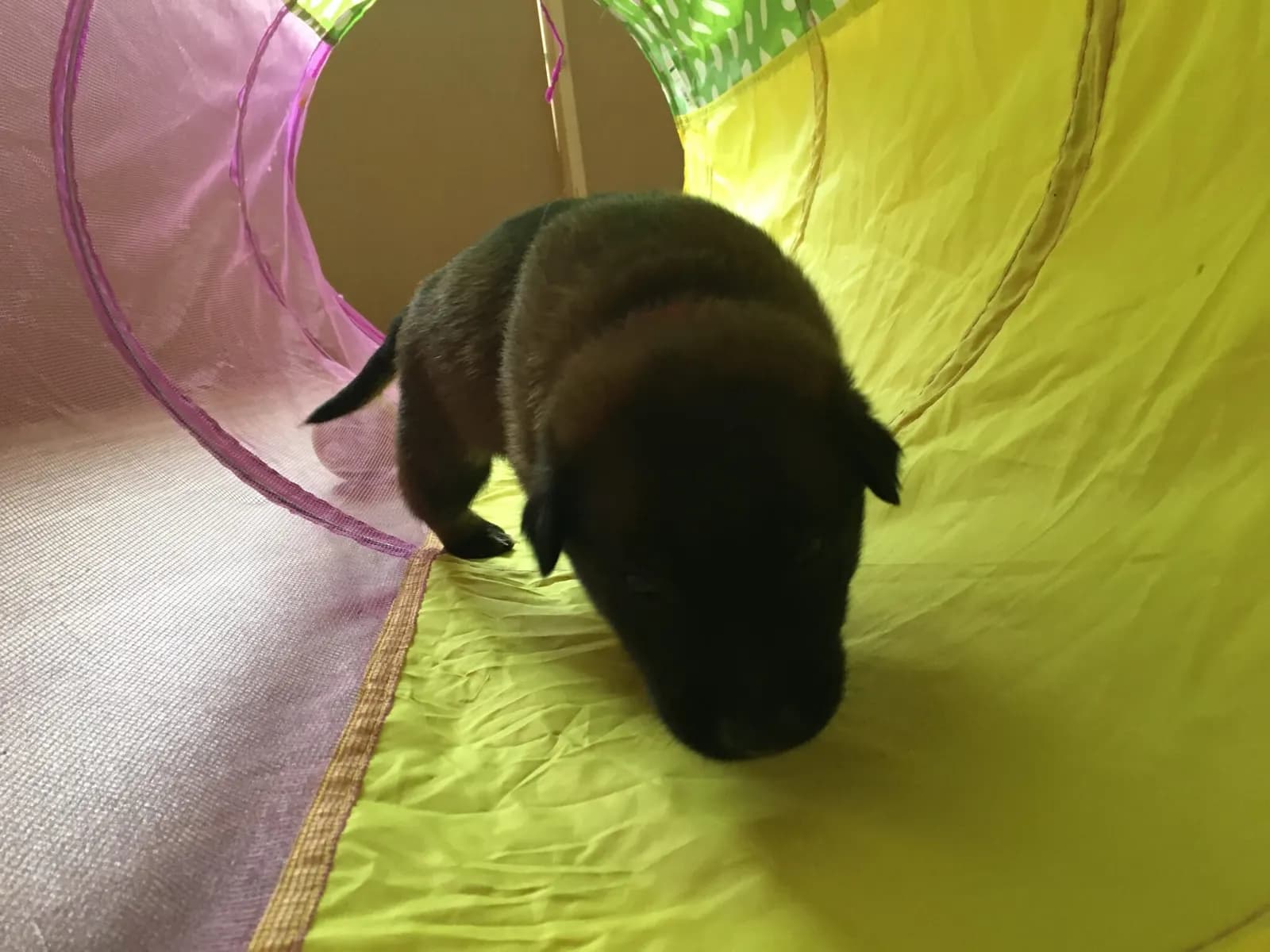 A litter, AnkerCanis, photo 4