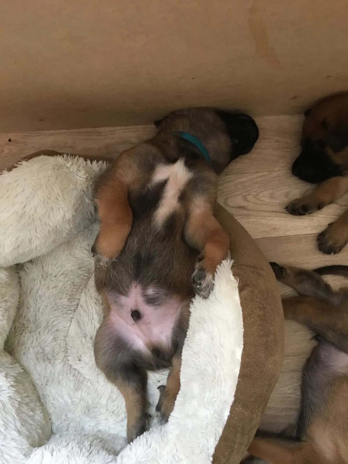 A litter, AnkerCanis, photo 8