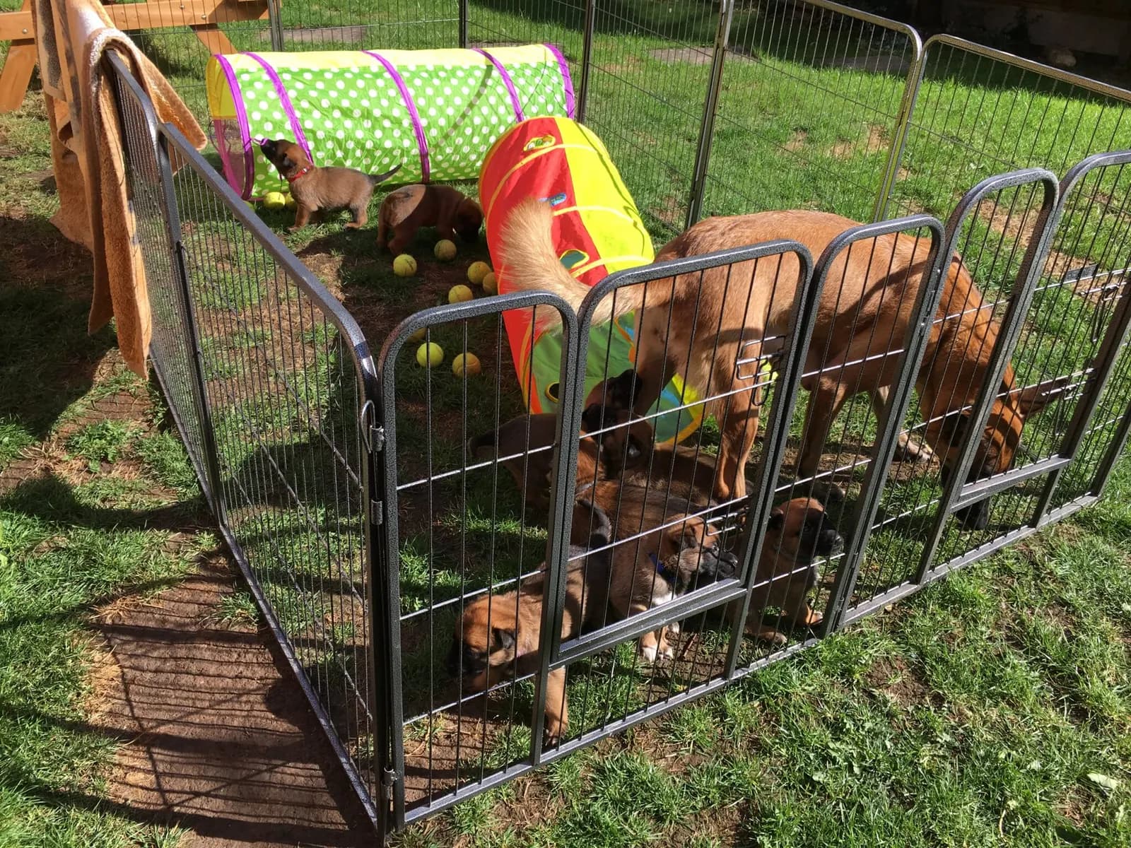 A litter, AnkerCanis, photo 10