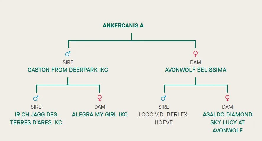 A litter, AnkerCanis