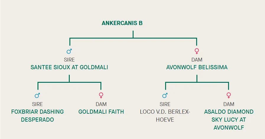 B litter, AnkerCanis