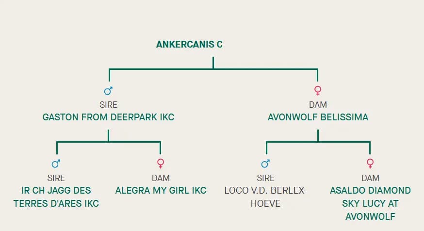 C litter, AnkerCanis