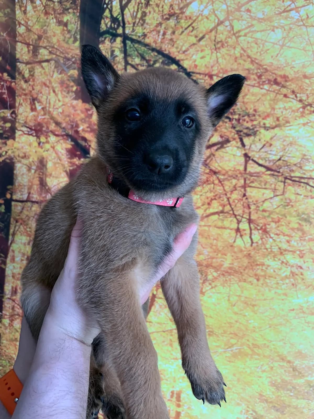 Sasha, D litter puppy, photo 2