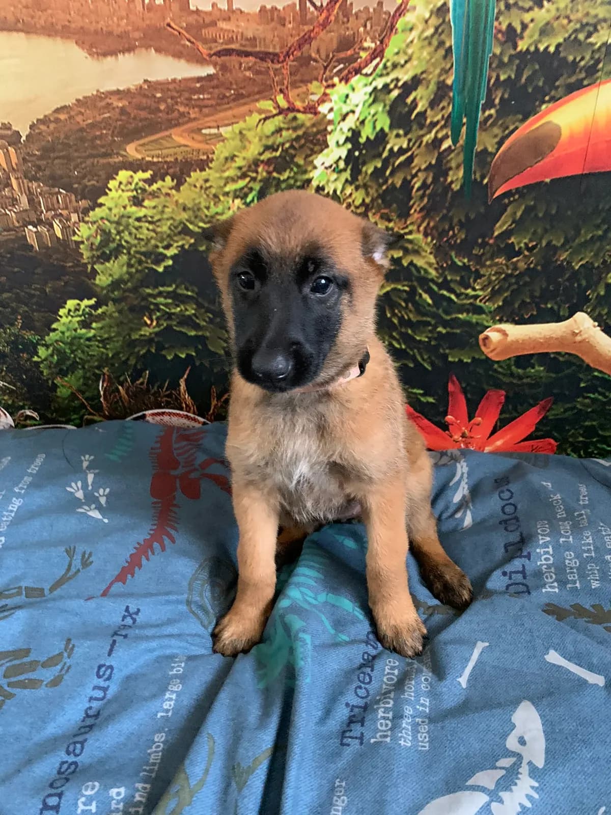 Sasha, D litter puppy, photo 3
