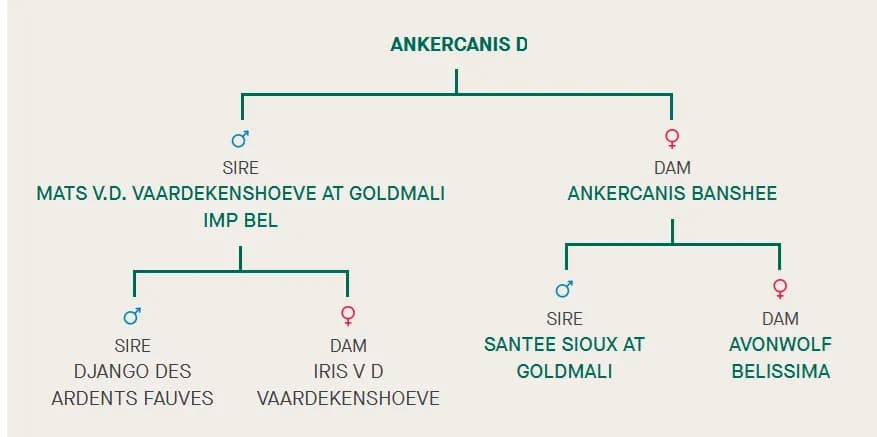 D litter, AnkerCanis